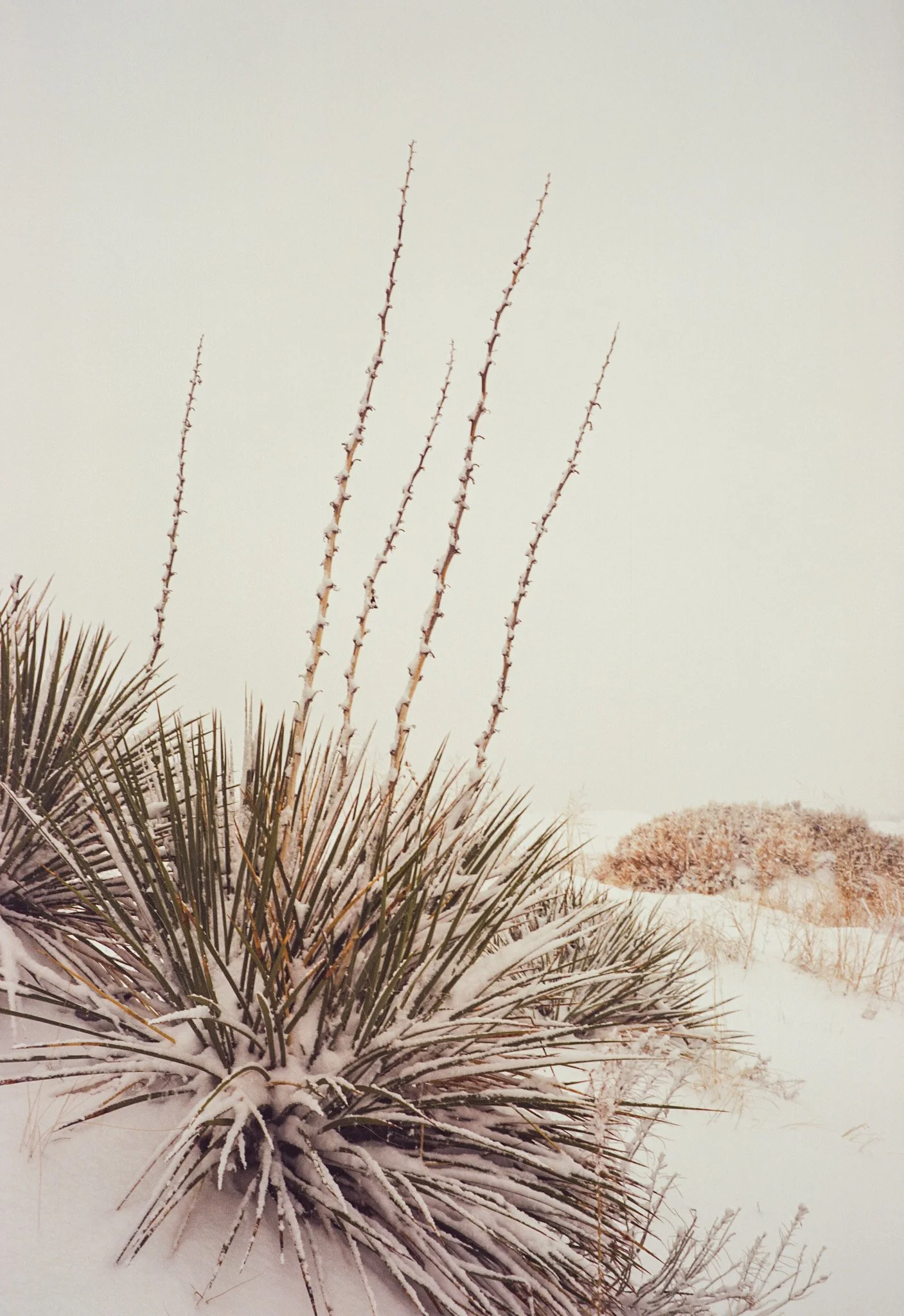 Snow-covered desert plants and shrubs in a winter landscape.