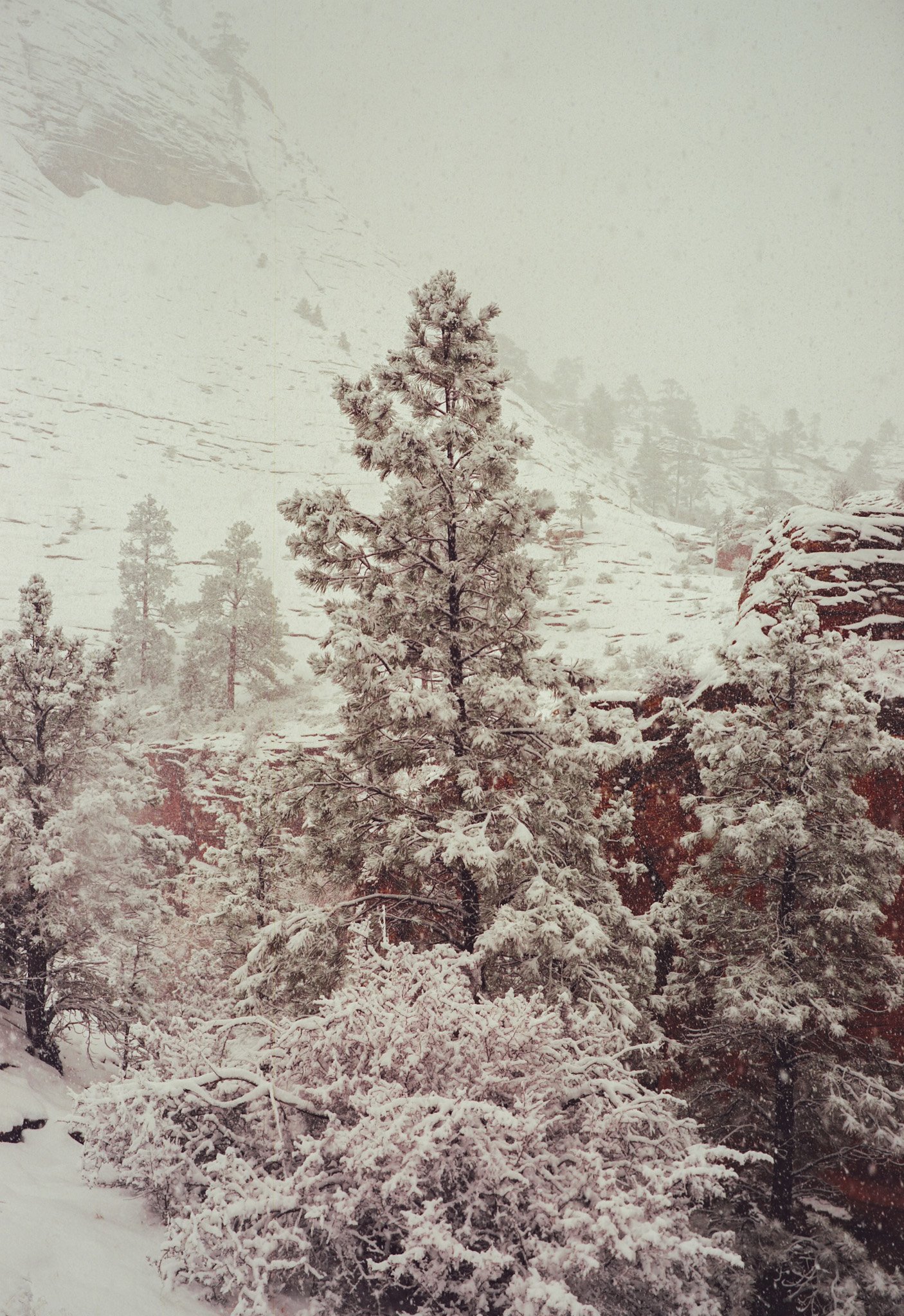 Snow-covered trees and rocks in a mountainous landscape with falling snow.