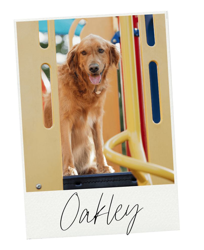 A golden retriever dog named Oakley standing on playground equipment.