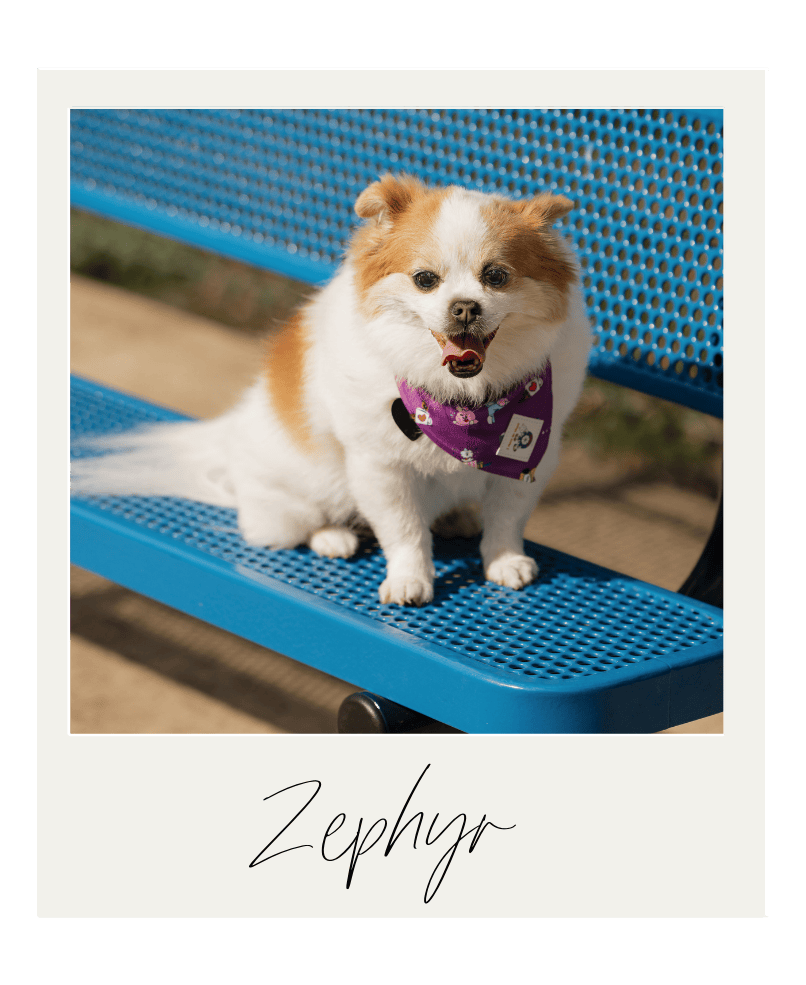 A small dog with white and brown fur sitting on a blue perforated metal bench outdoors. The dog is wearing a purple bandana with a floral pattern and appears happy with its tongue slightly out. The word "Zephyr" is handwritten below the image.
