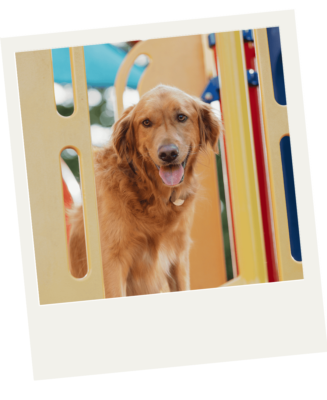 Golden retriever dog at a colorful playground equipment smiling with tongue out.