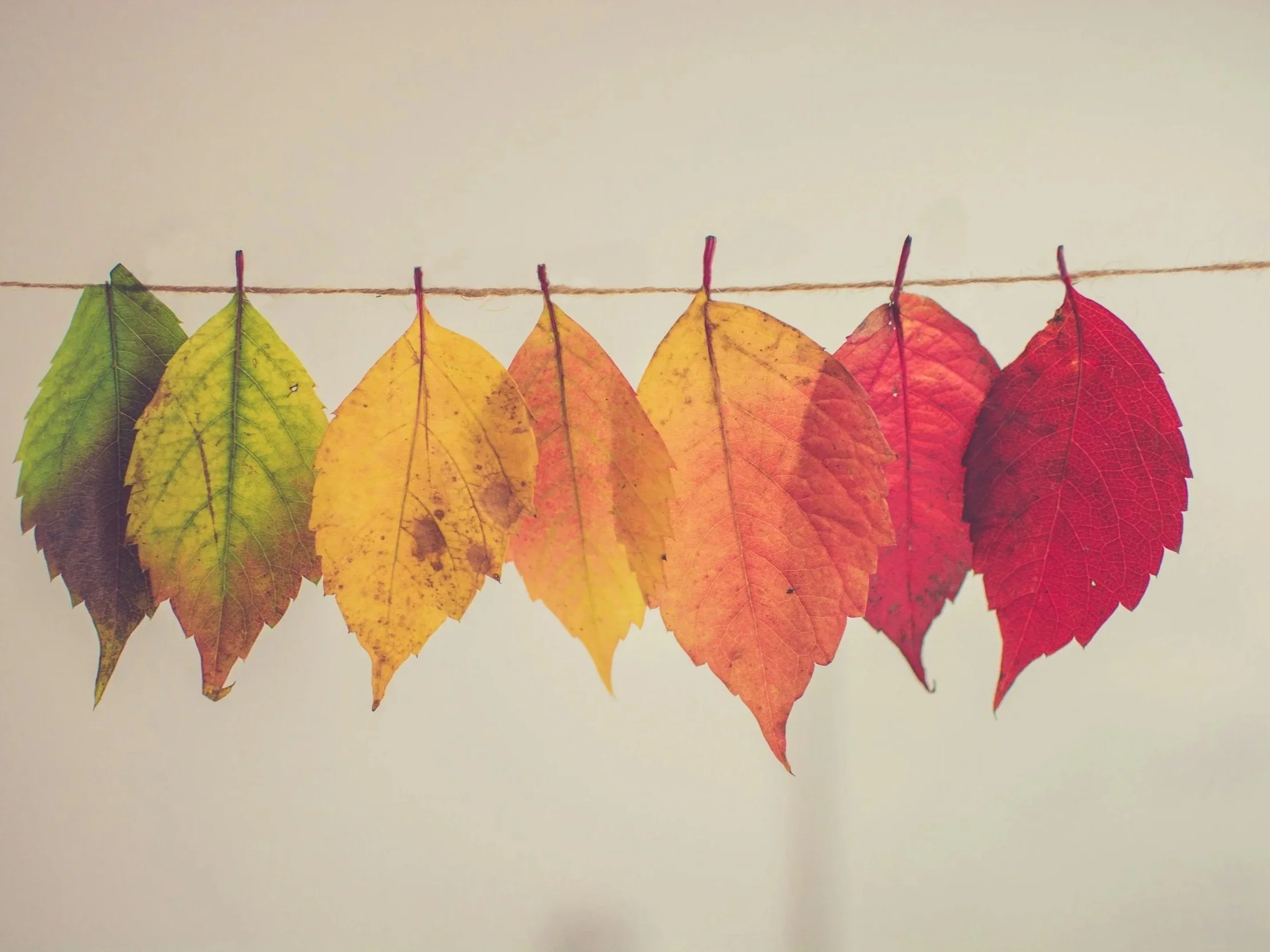 Fall leaves hanging in a row (left to right) from green, to light green, to brownish yellow, to yellowing orange, to orangish red, to light red, then finally red.