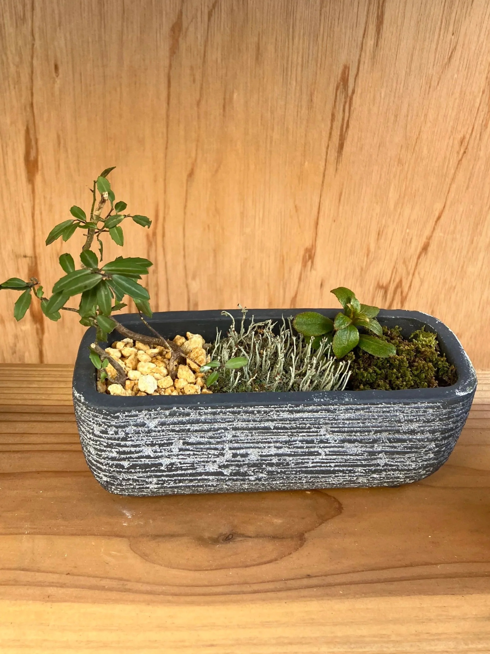 木製のテーブルの上に置かれた長い長方形の黒い鉢に入った植物の寄せ植え。