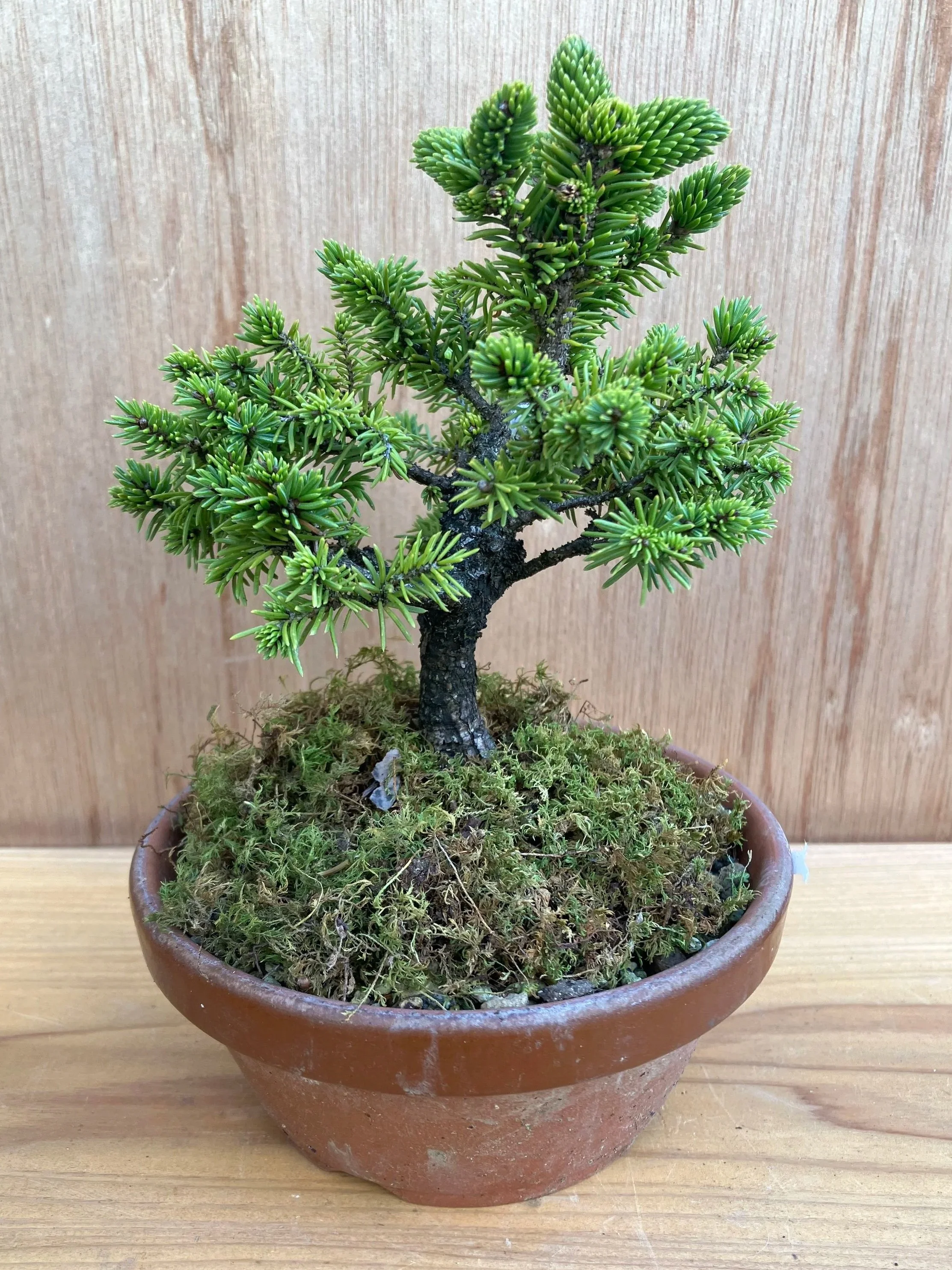 松の盆栽