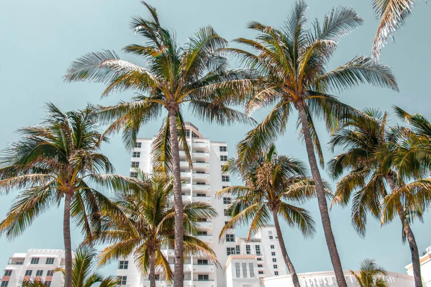 Palm trees on Miami beach