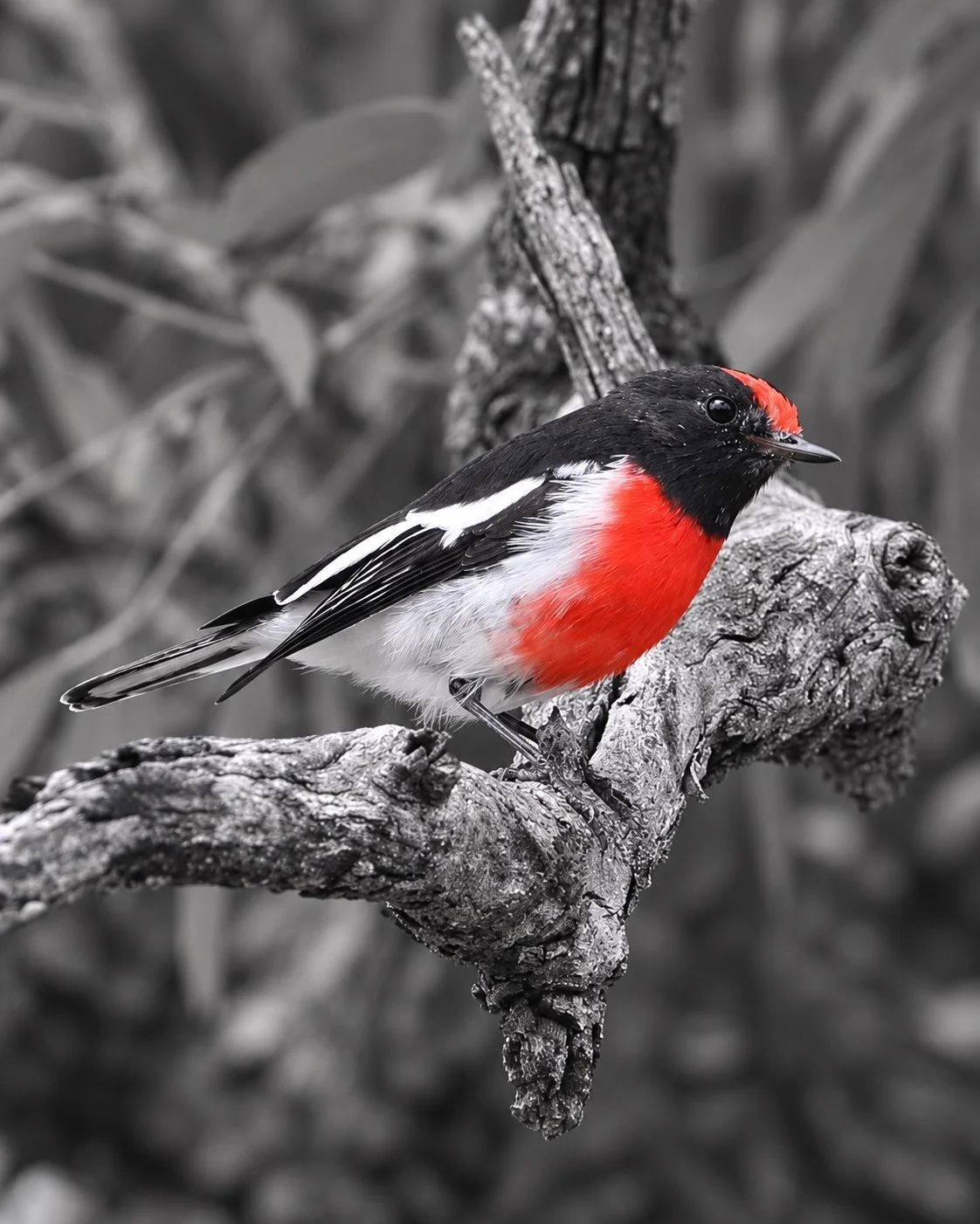 A Dash of Scarlet
