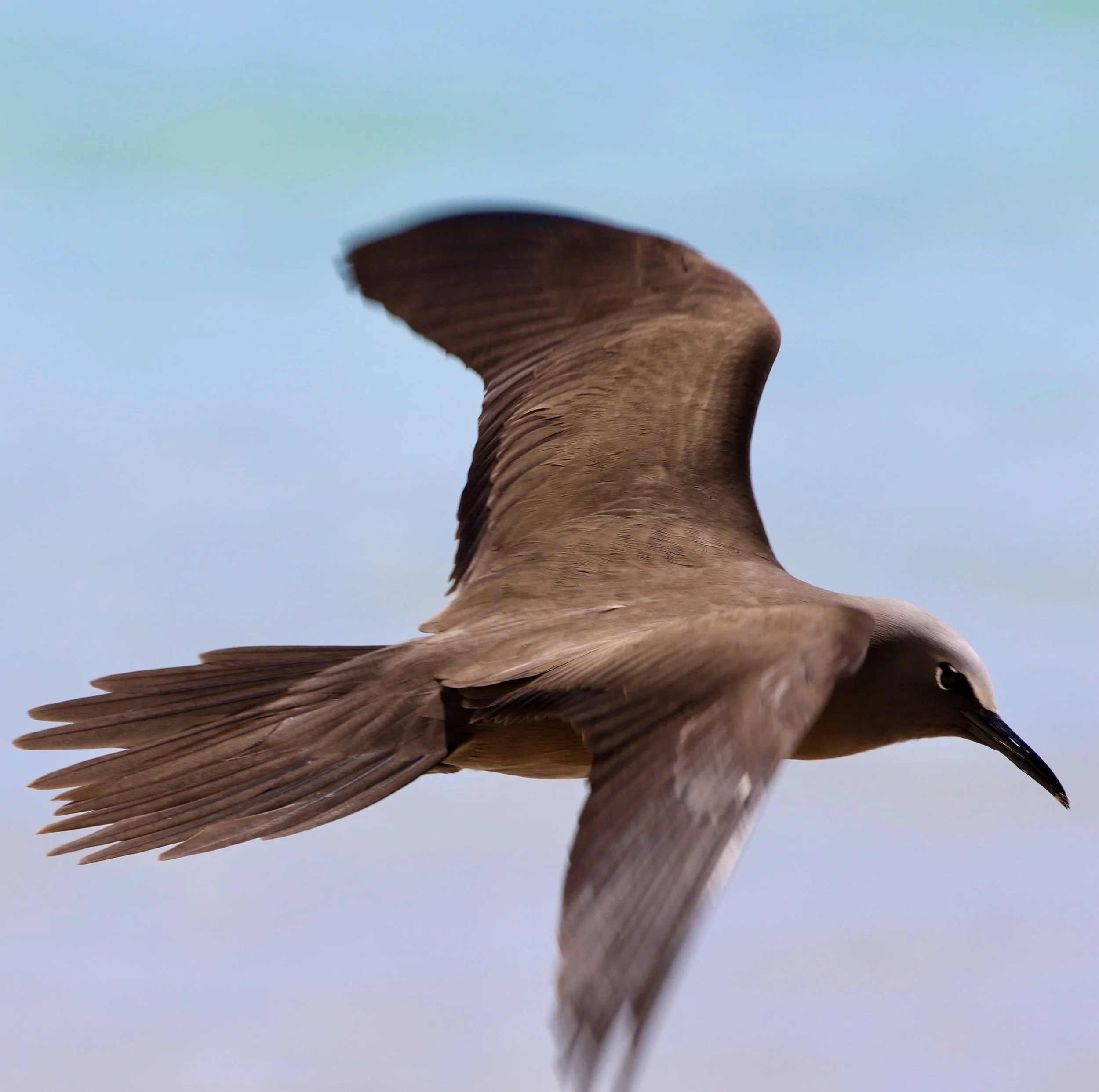 Brown noddy flying against a pale blue sky