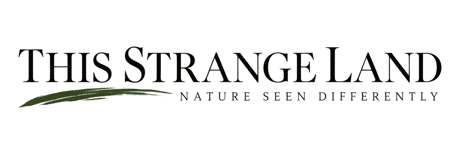 This Strange Land