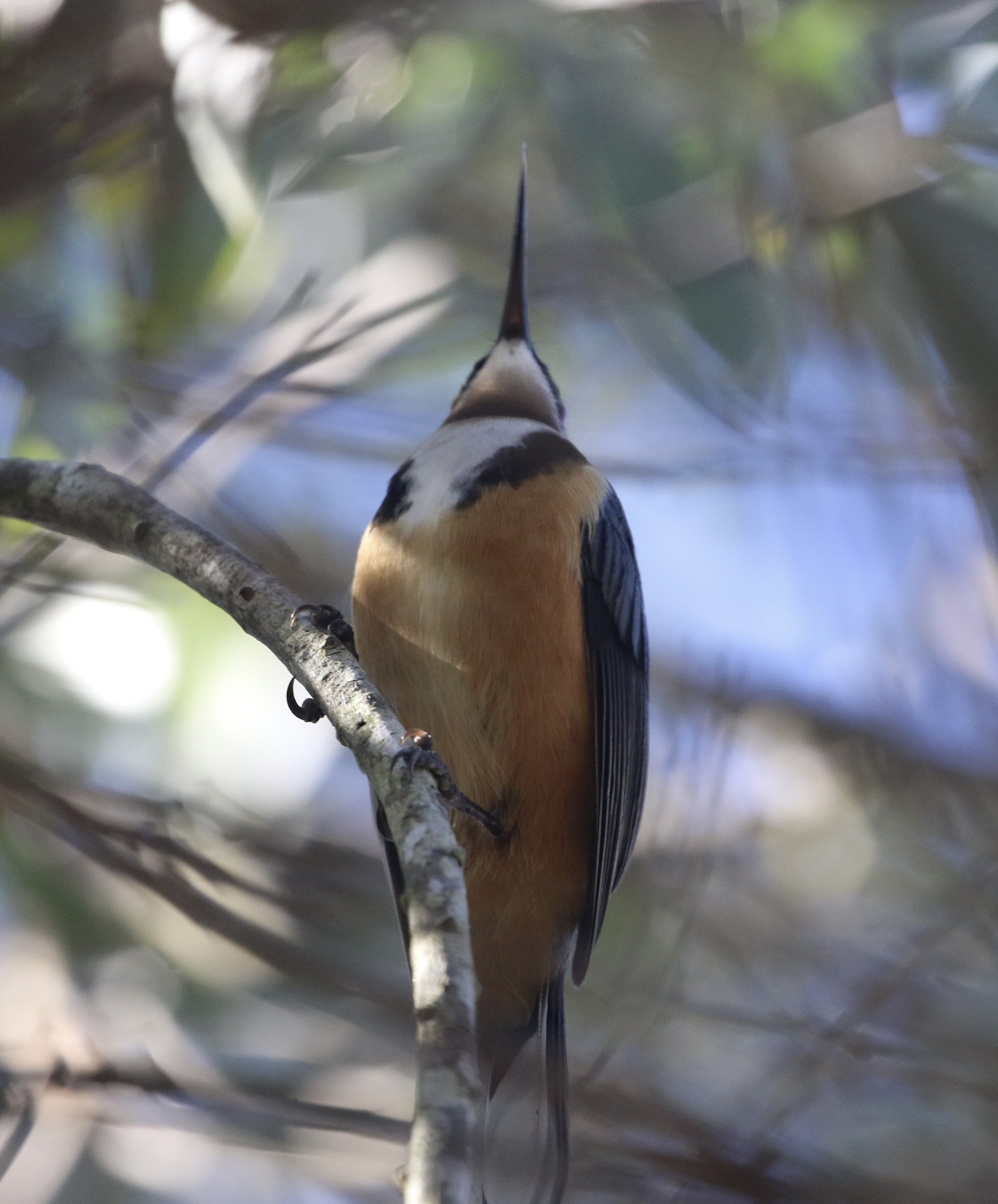Eastern Spine Bill