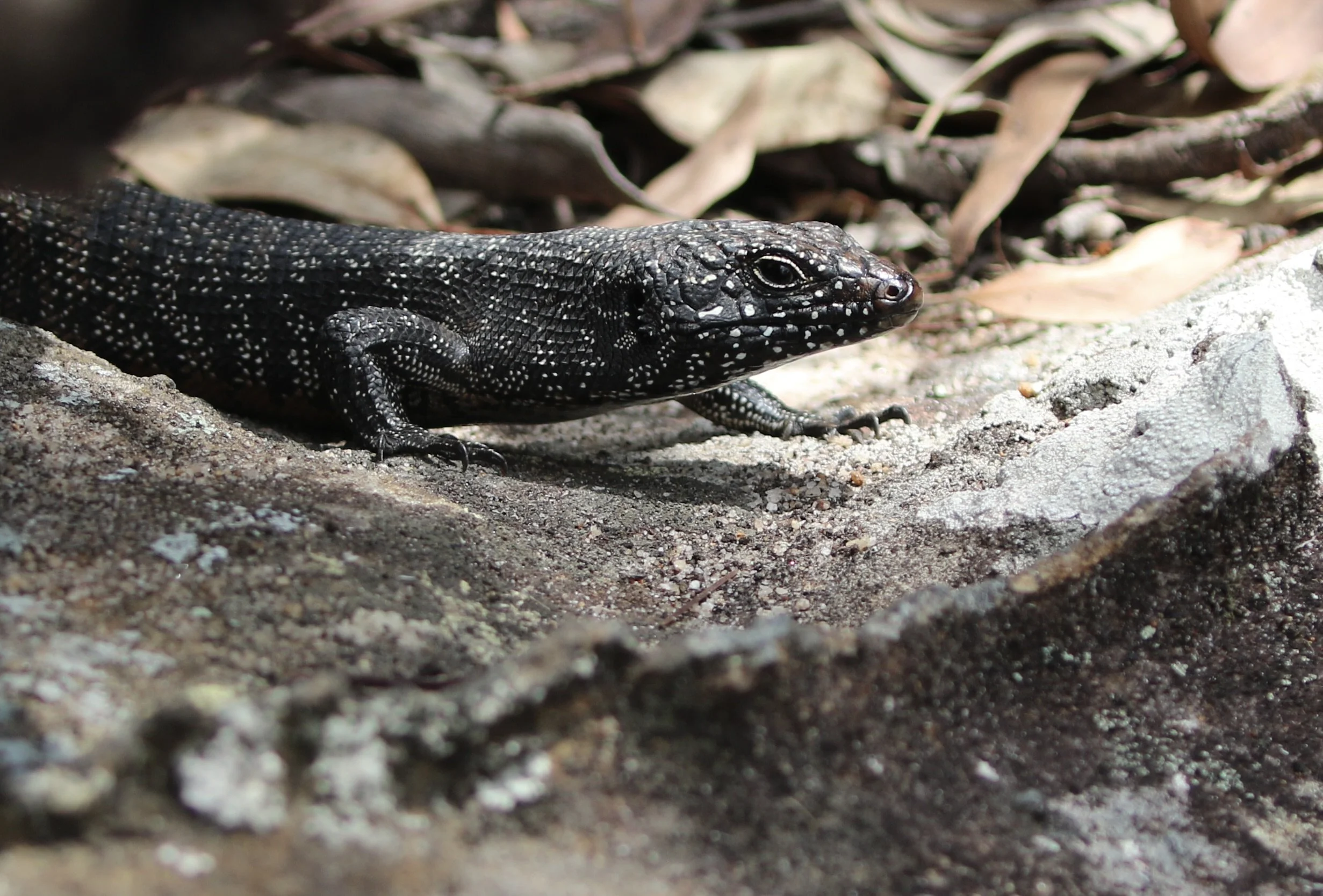 Dark skink resting on a sunlit rock among leaf litter