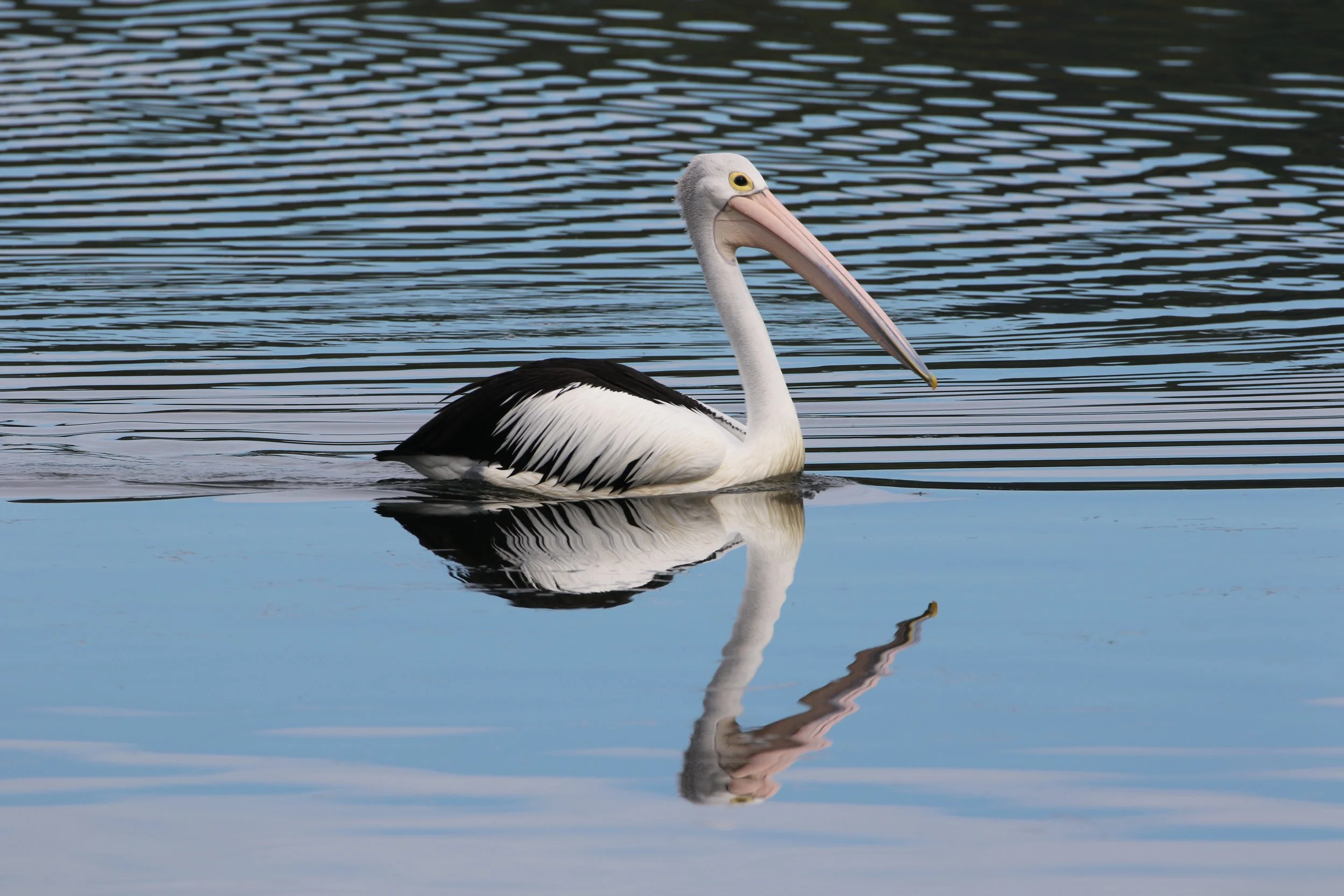 Pelican - Brisbane water