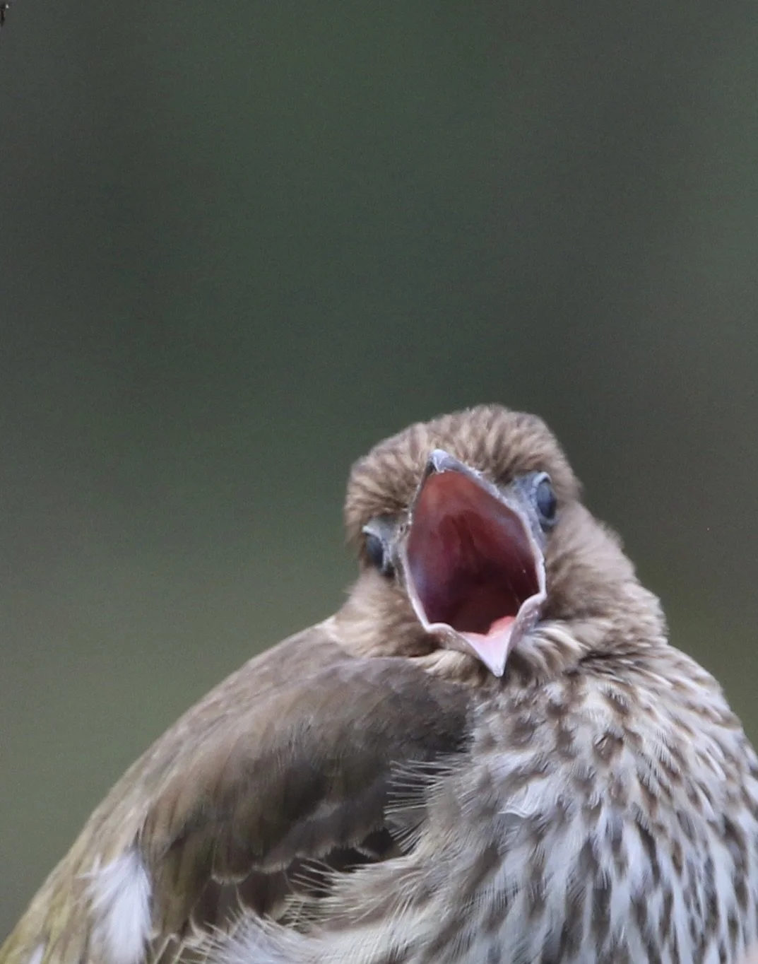 fig bird