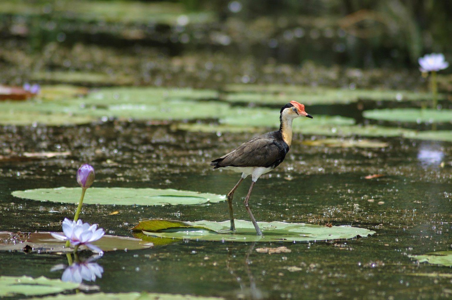 Comb Crested Jacana - Mary River NT