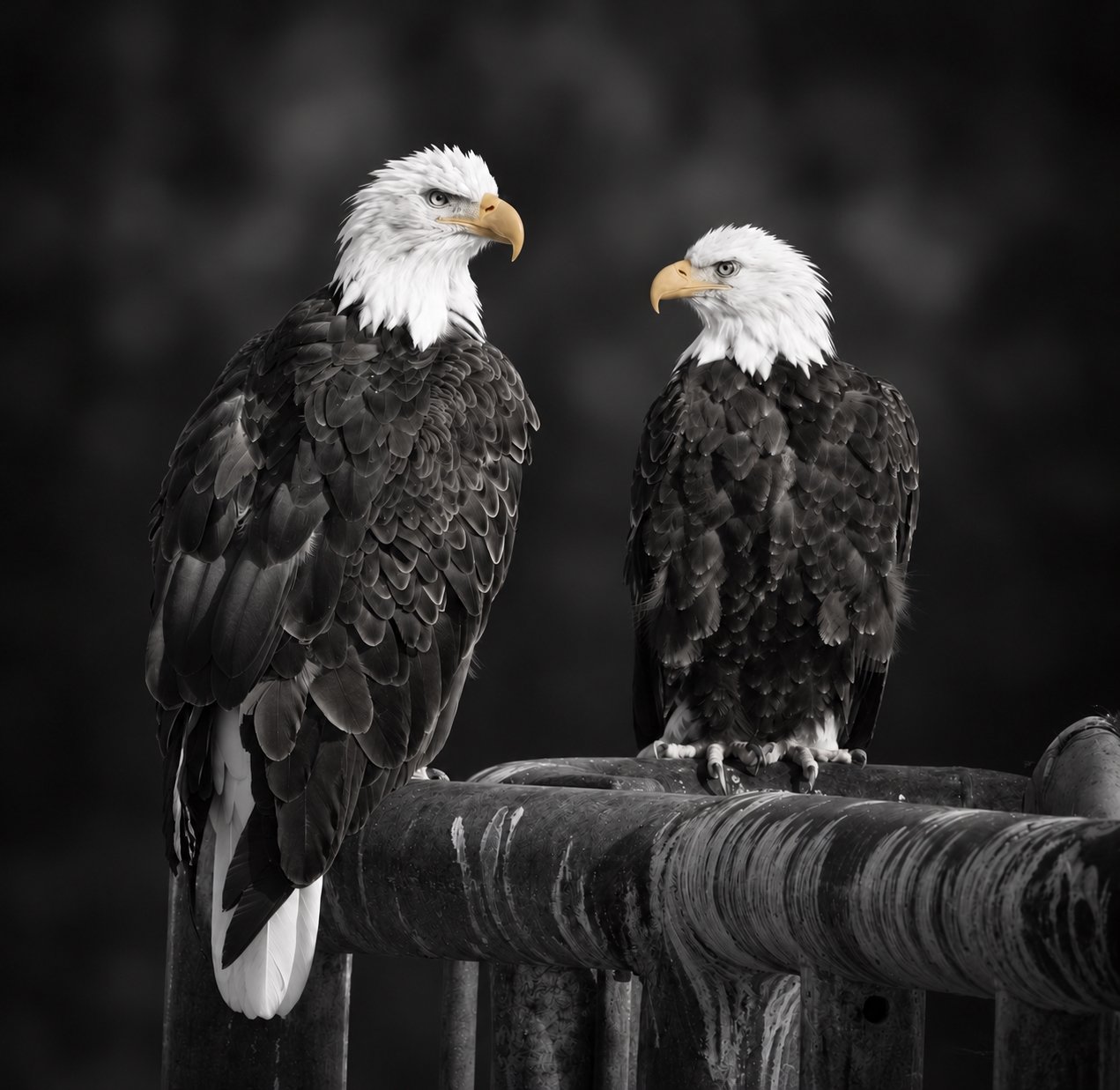 Bald eagles with Golden Beaks