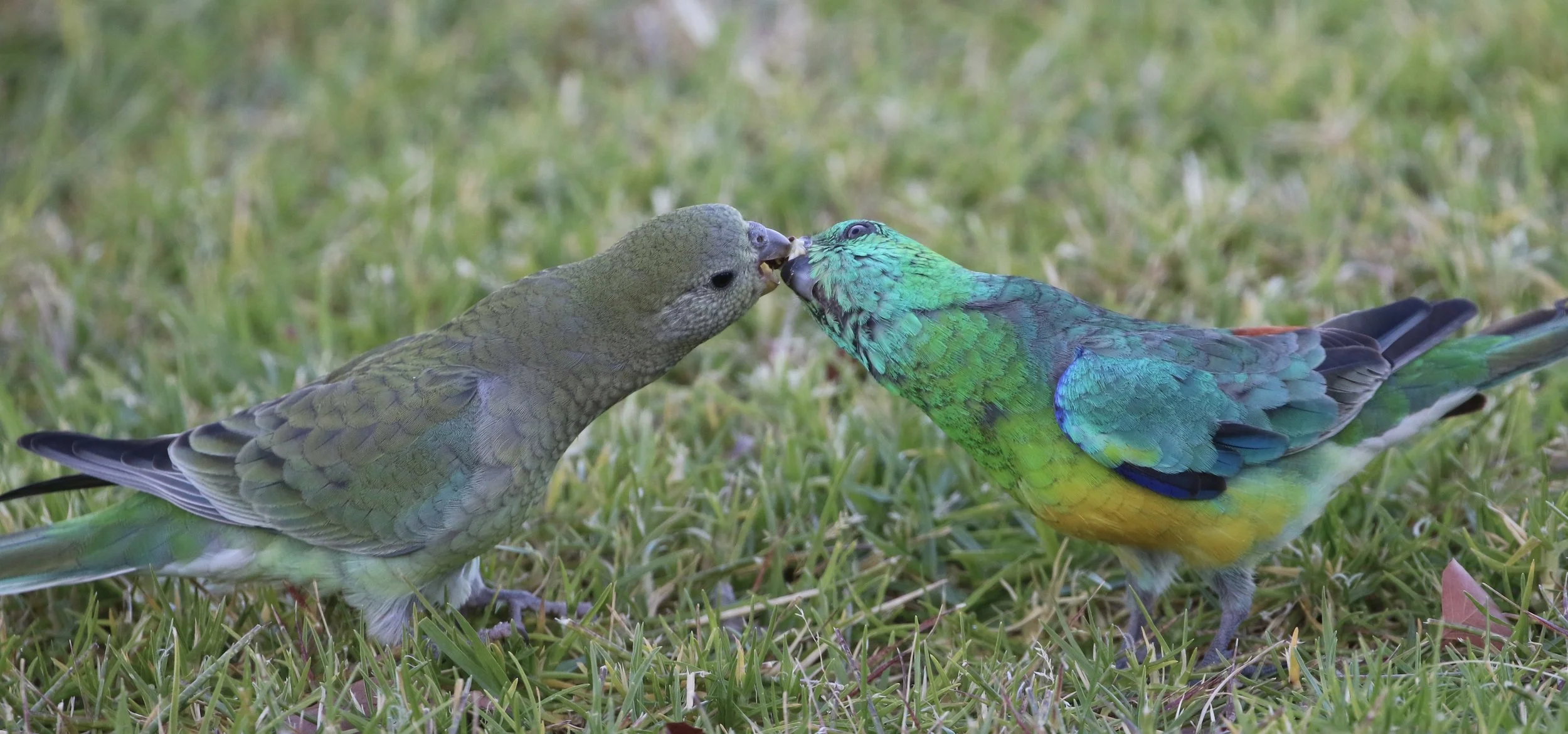 Red rump parrot feeding