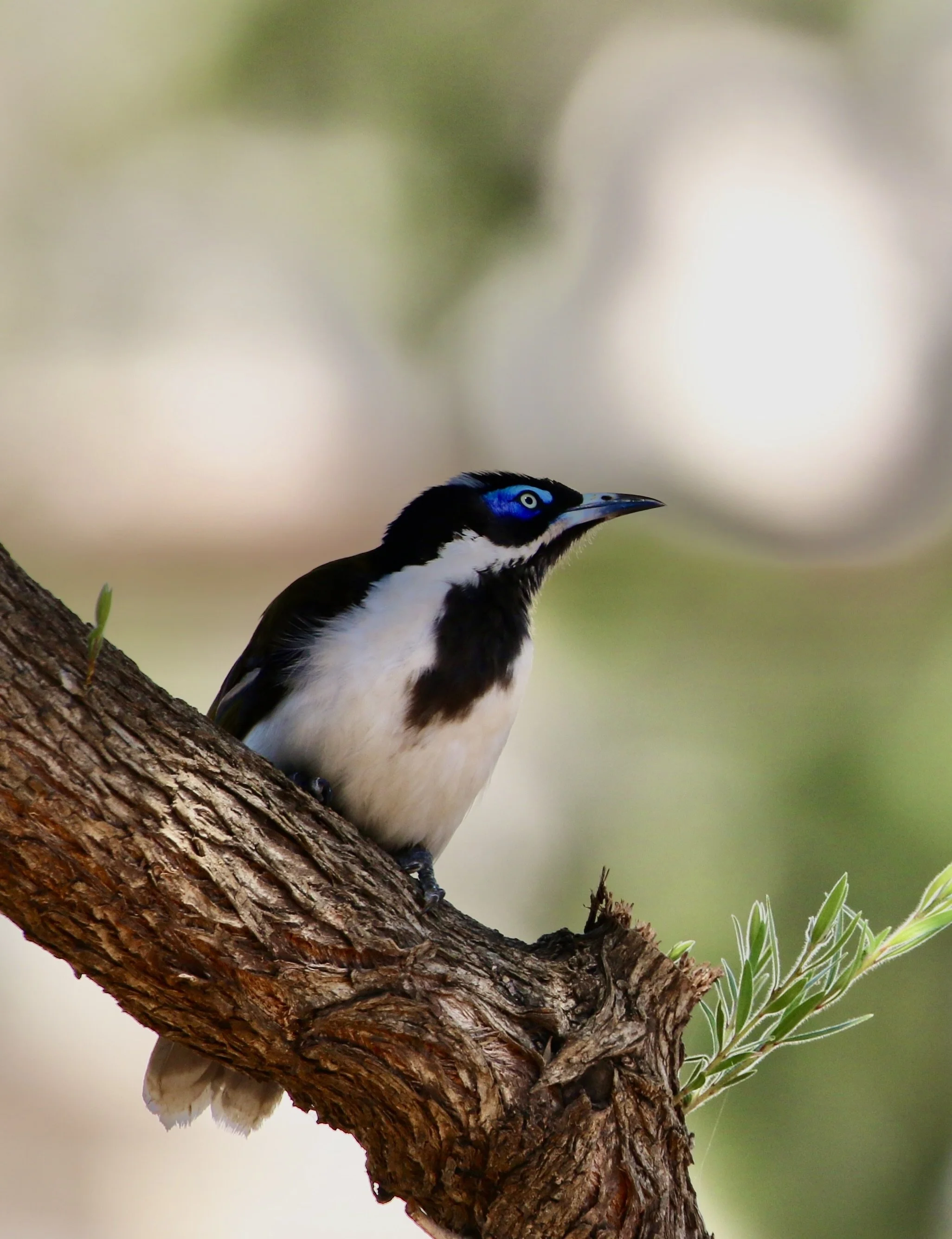 Blue Faced Honeyeater - Condobolin