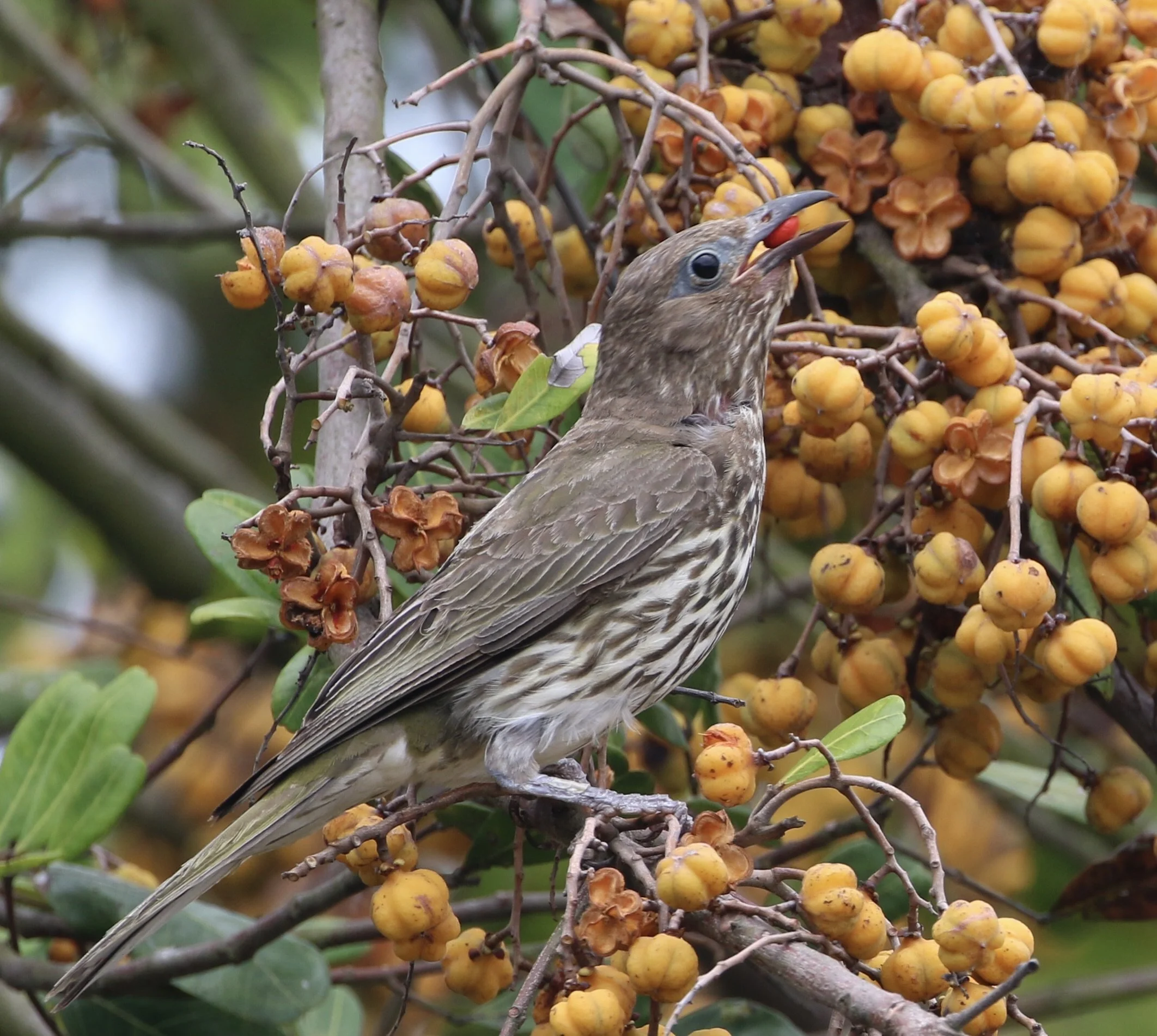 Australasian Figbird