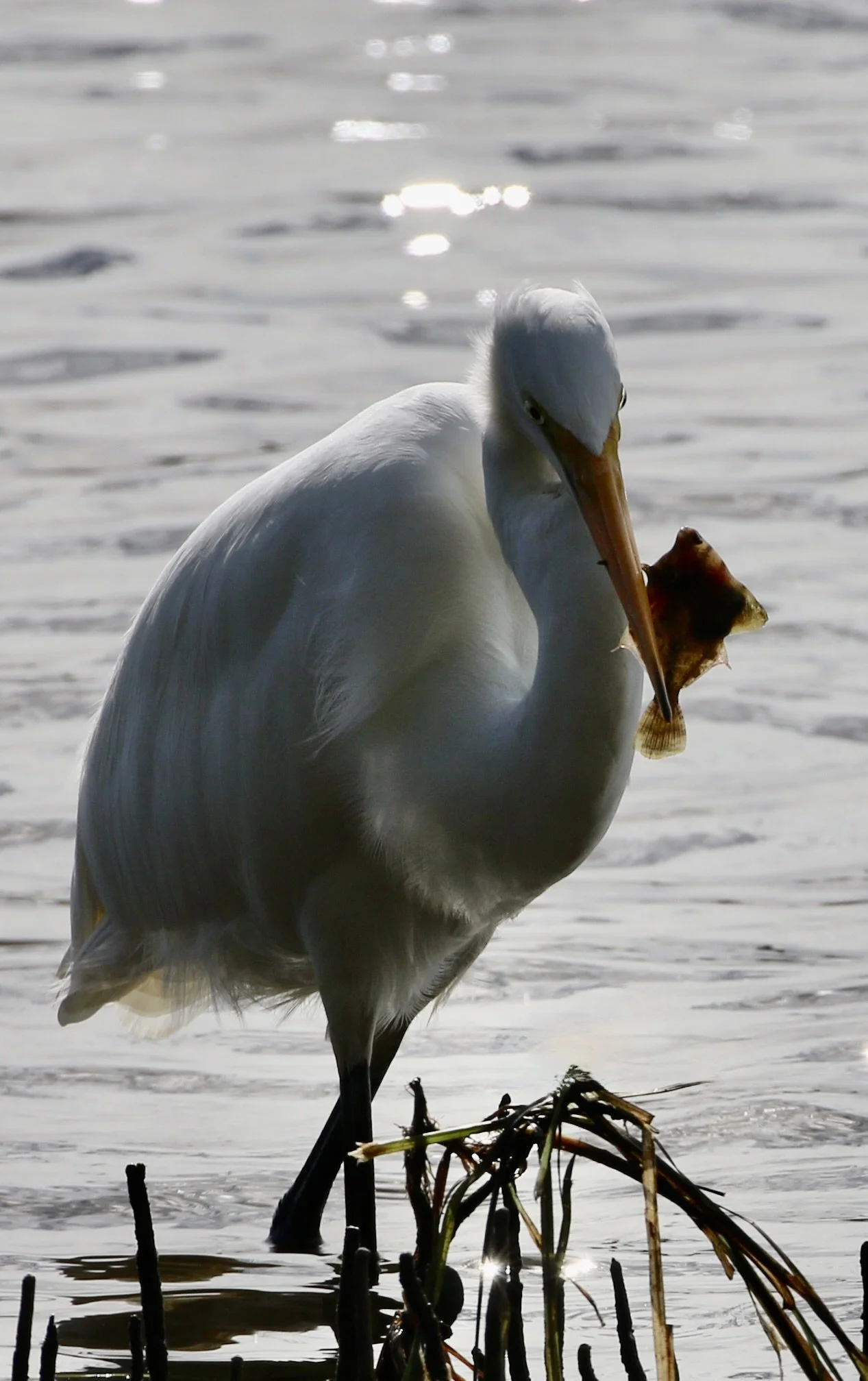 Eastern Great Egret