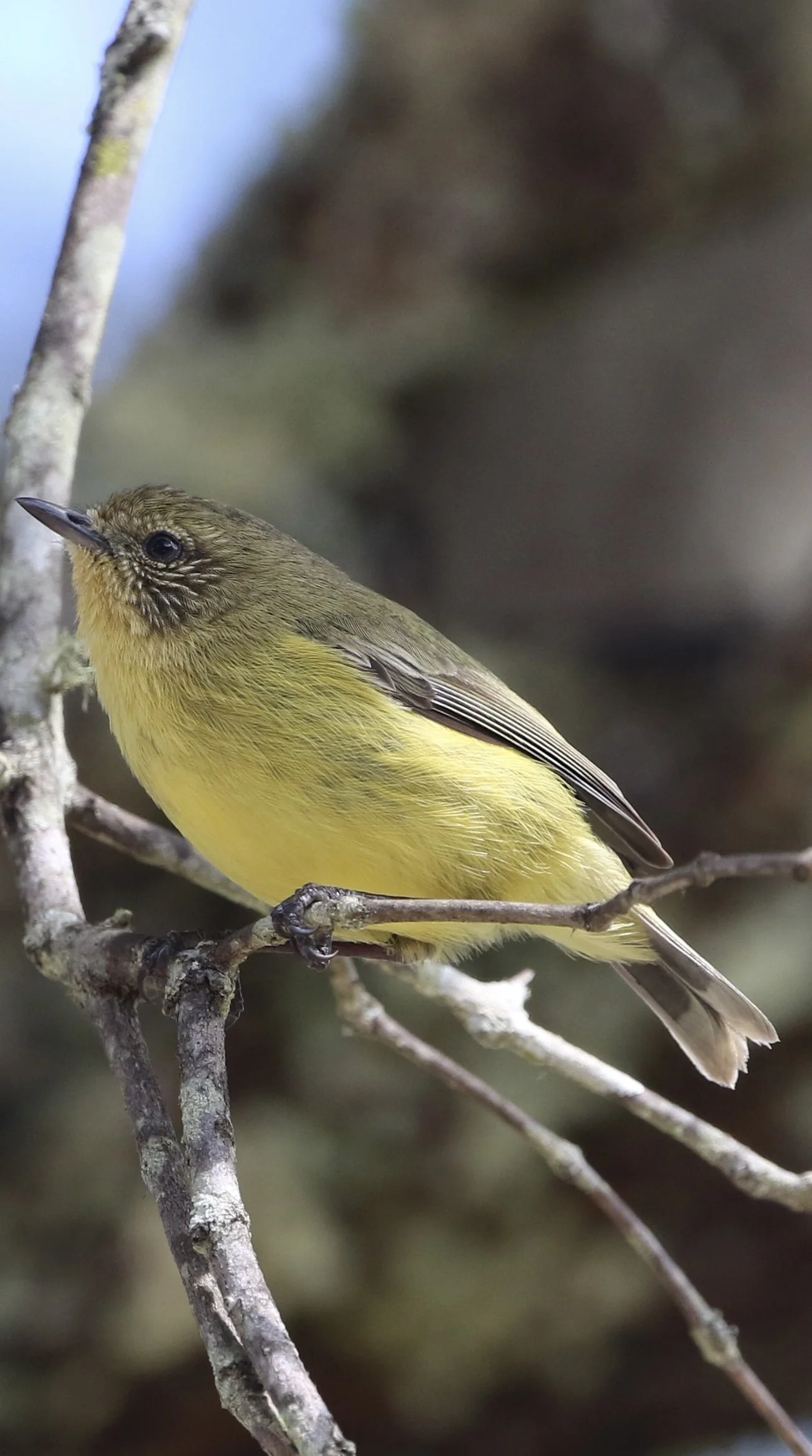 Yellow Thornbill - Chichester Dam