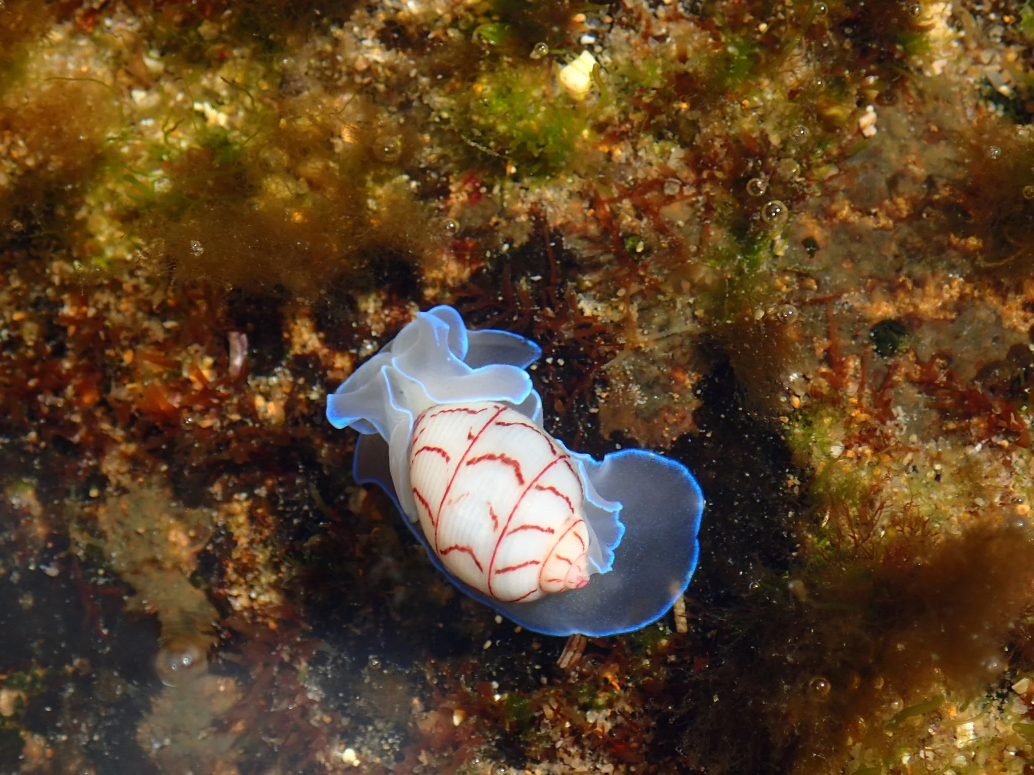 White sea slug with red markings and translucent blue edges among reef growth.