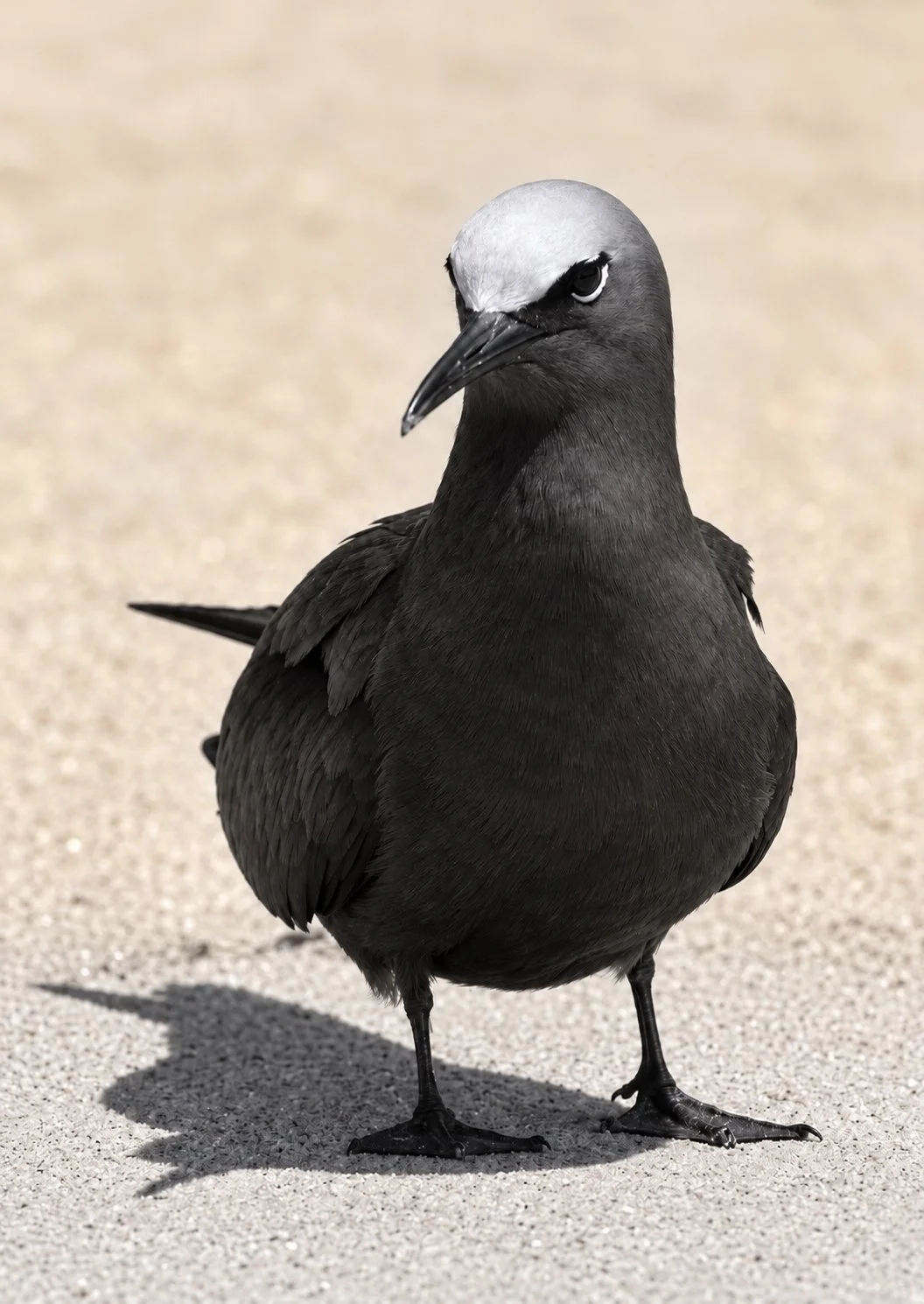 Bird with Sandy Glow