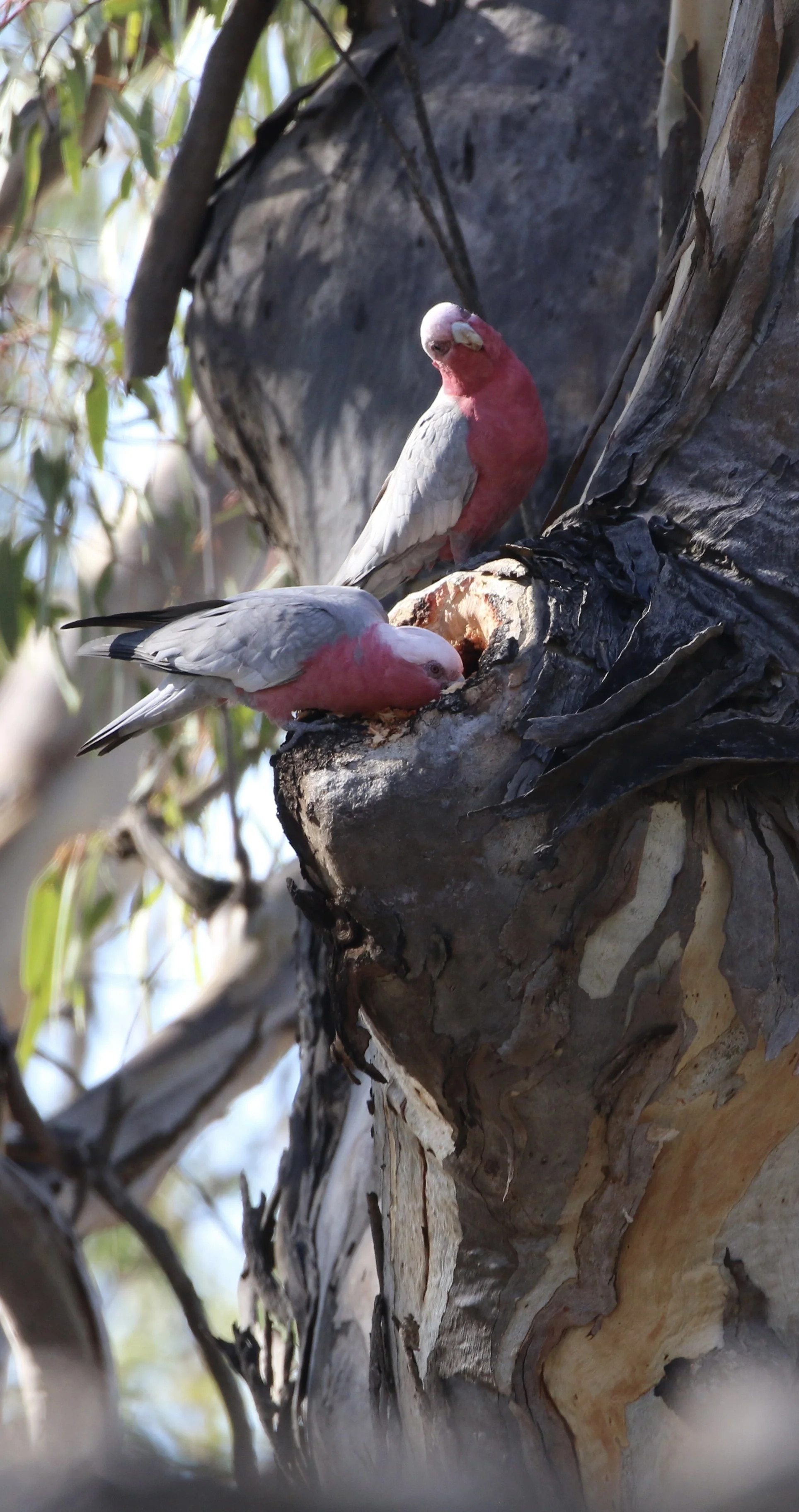 Galahs - Hattah-Kulkyne National Park