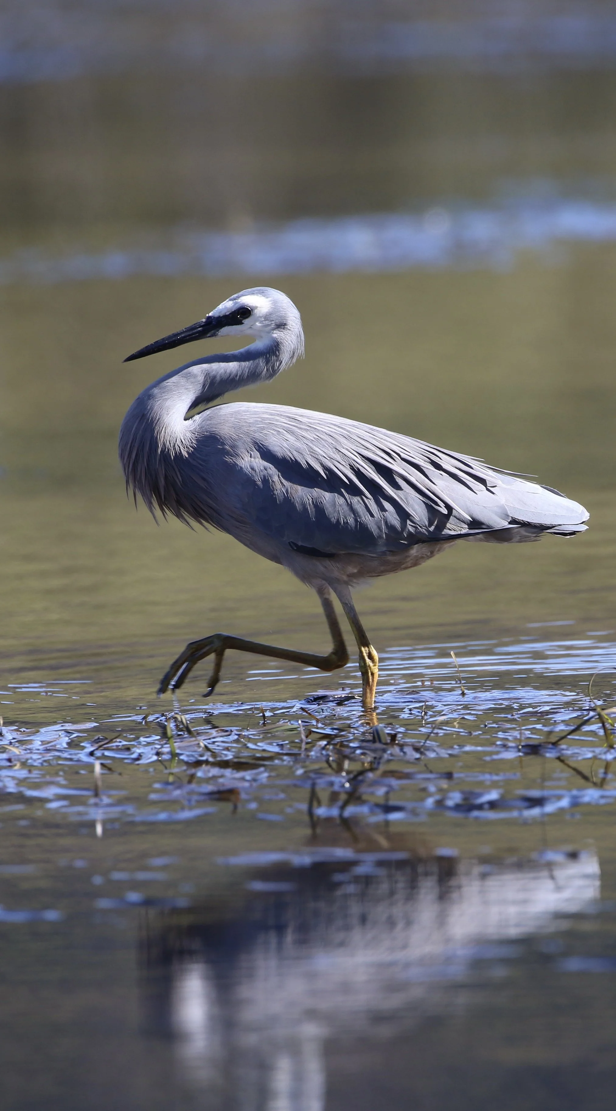 White-faced Heron