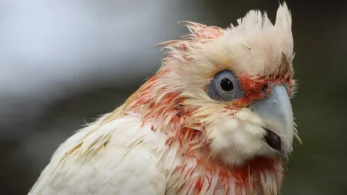 Corella saved at waterfront