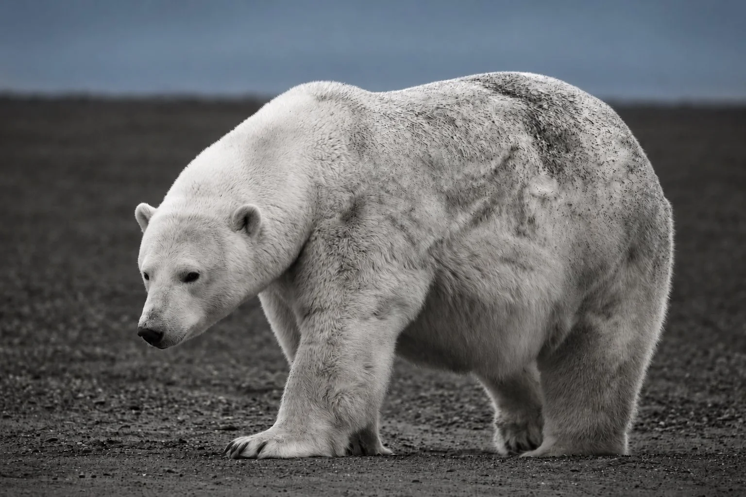 Polar bear