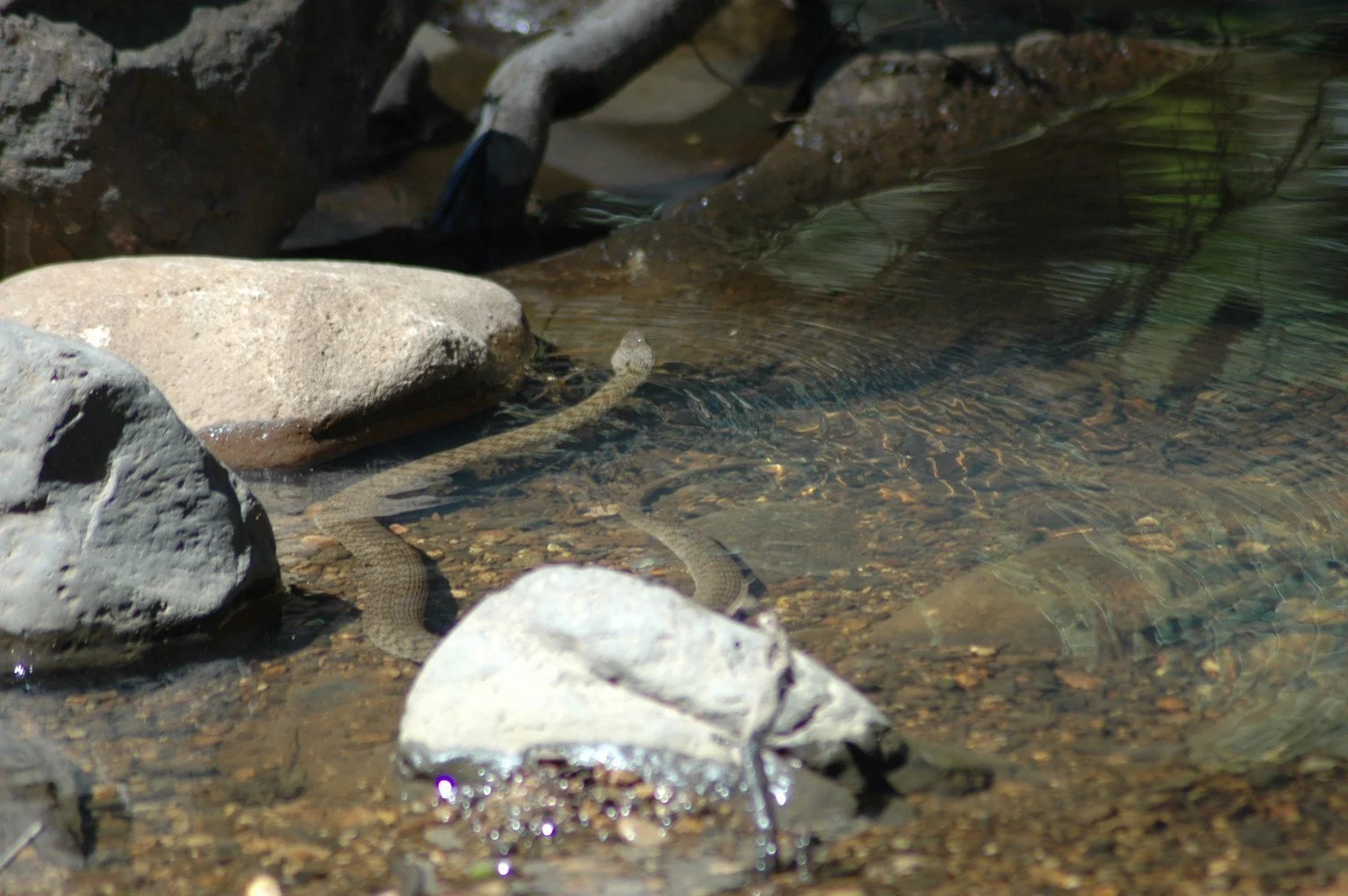 DSC_0109.JPG