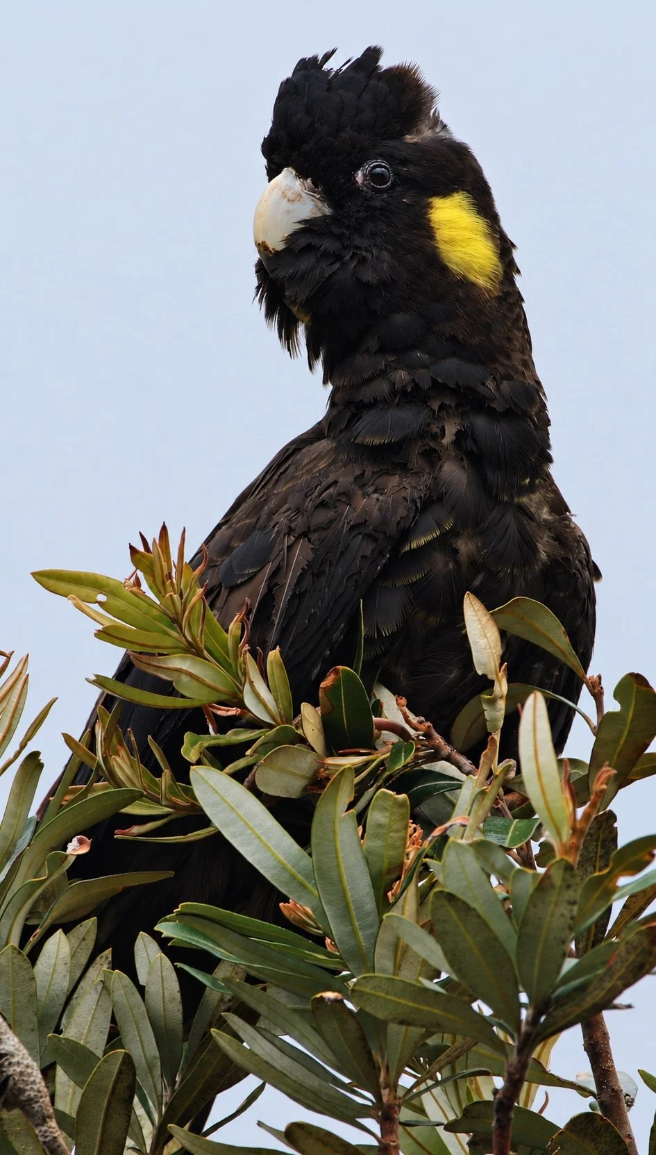 Yellow Tail Black Cockatoo