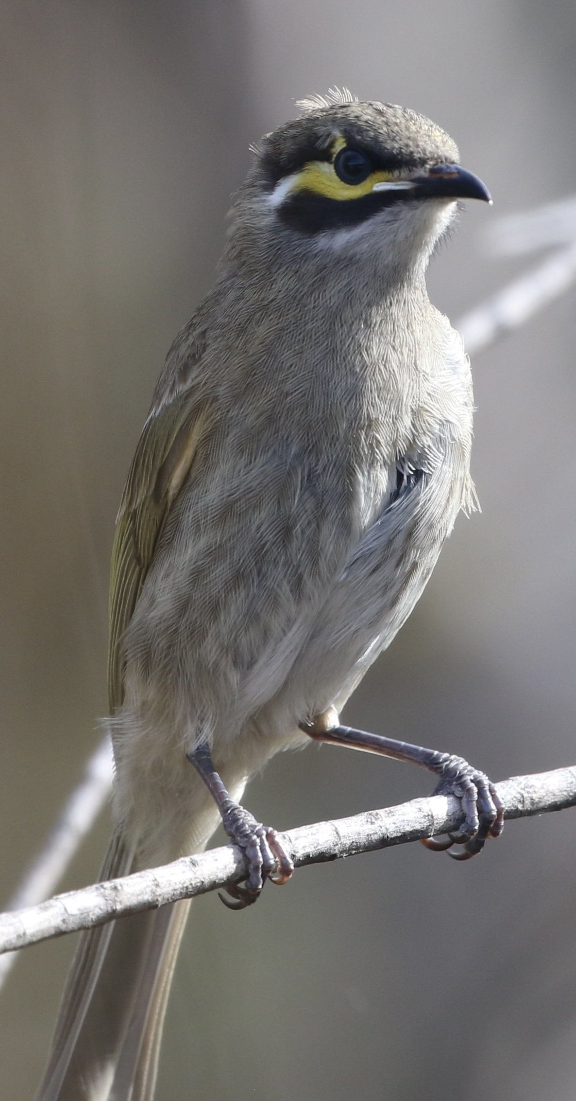 Yellow-faced Honeyeater