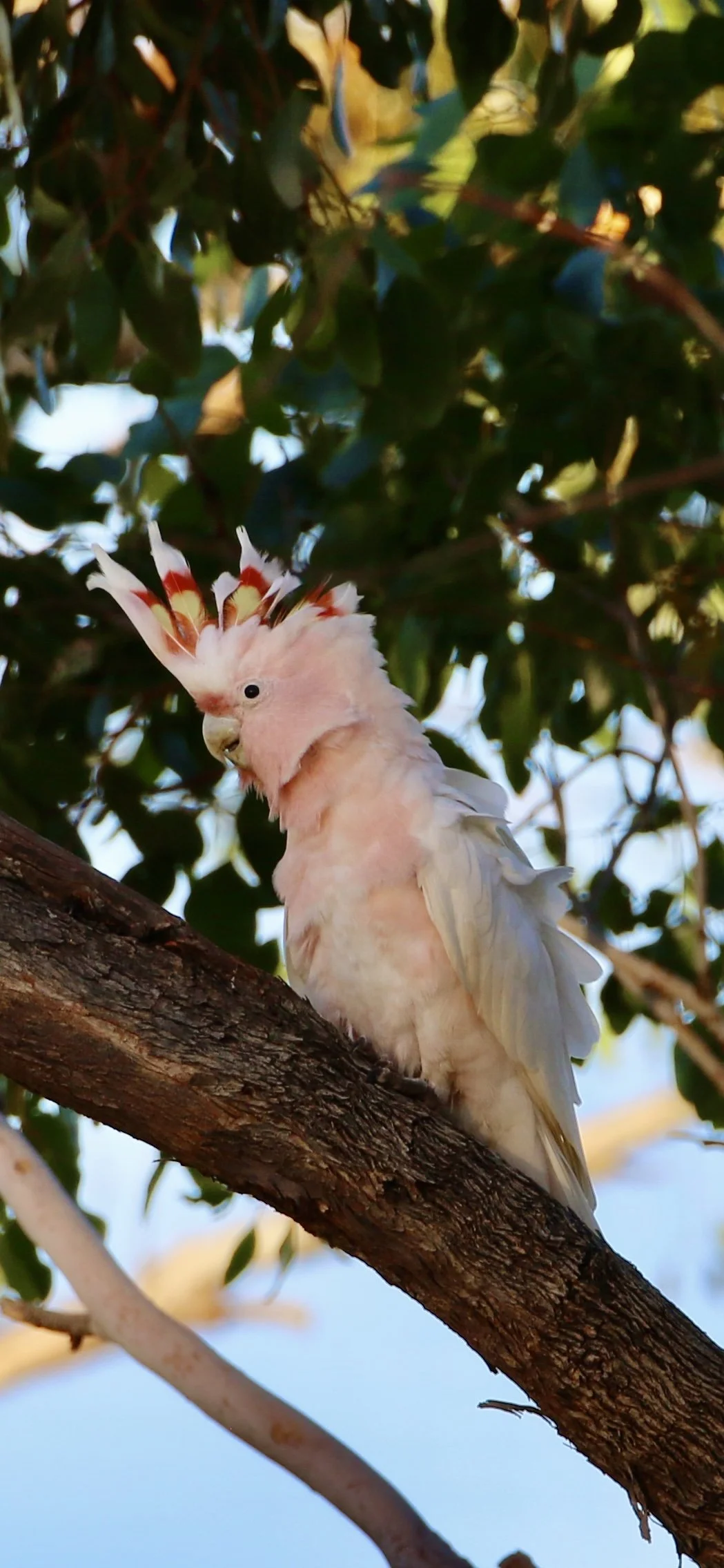 Pink Cockatoo - Leeton