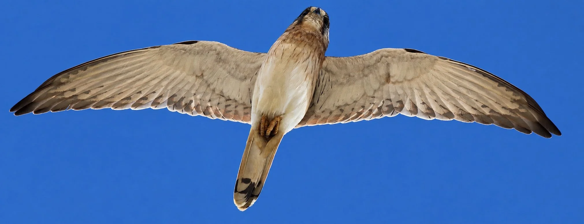 Nankeen Kestrel