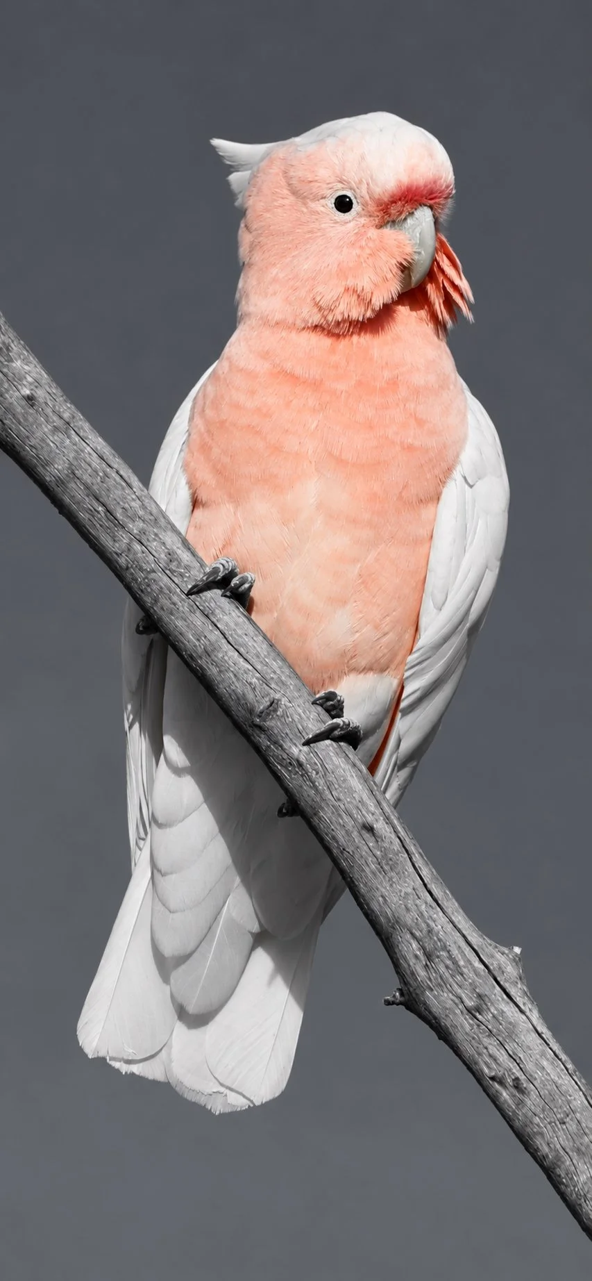 A Blush of Feathers