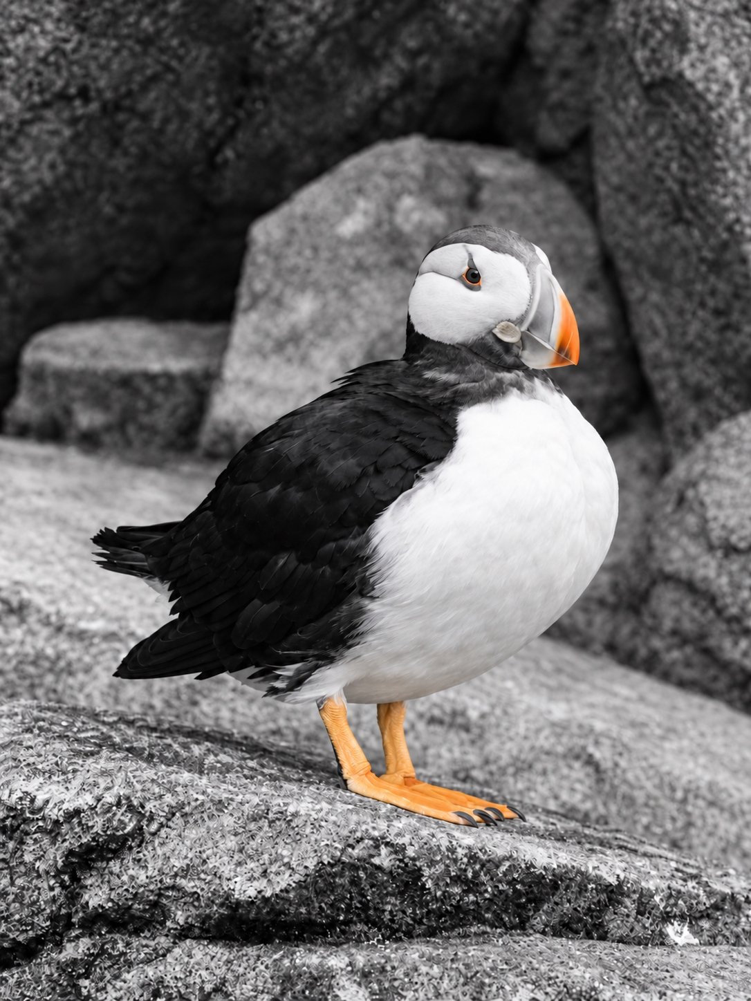 Puffin Rock