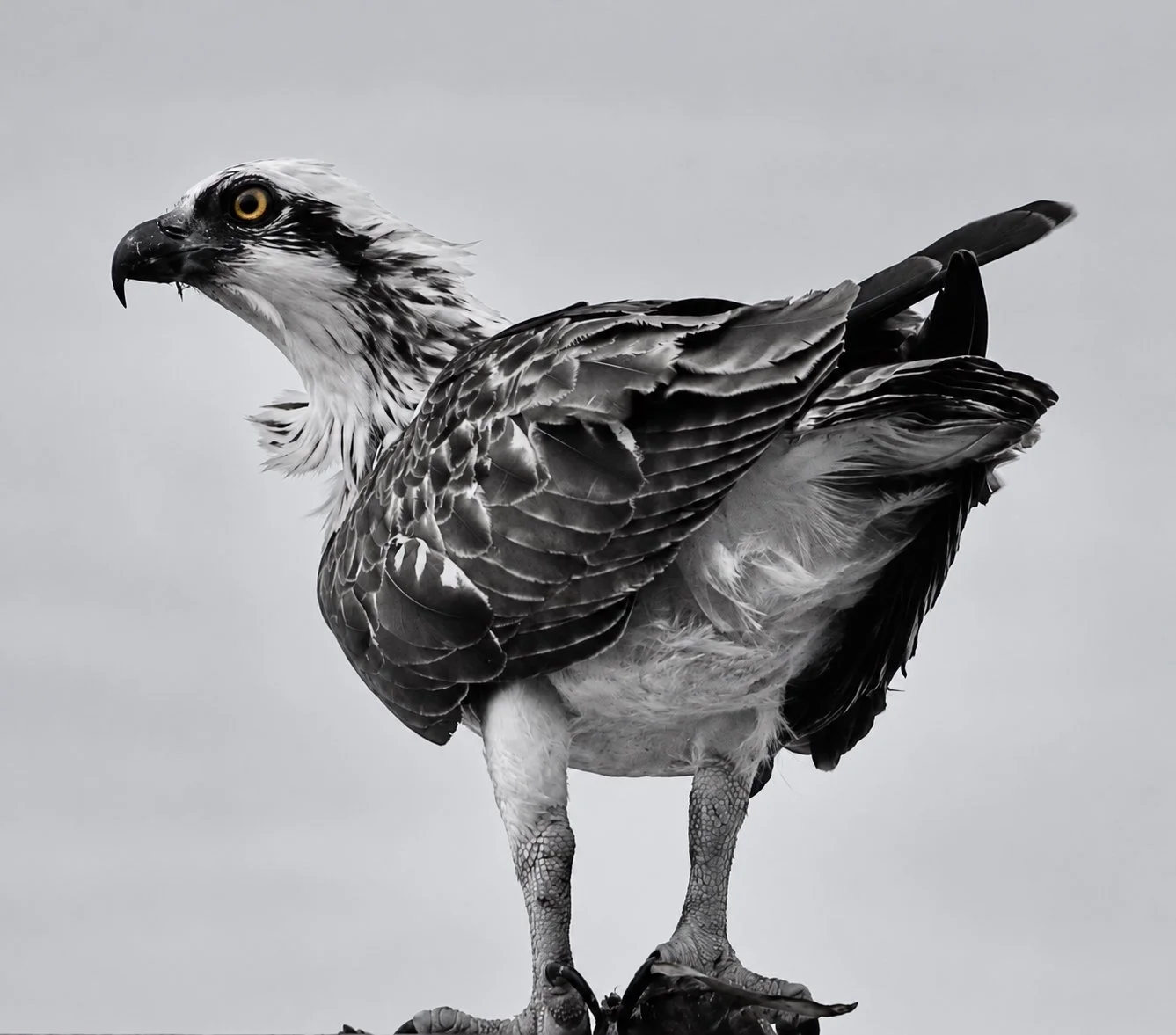 The Watchful One