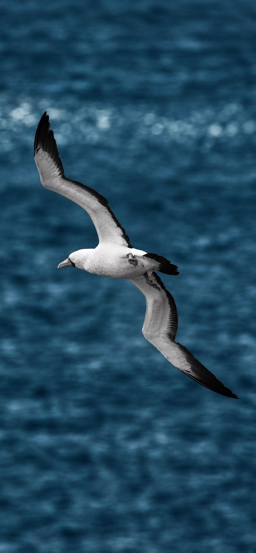 Held by the Wind