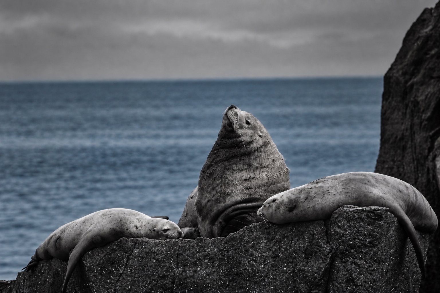 Sea lions