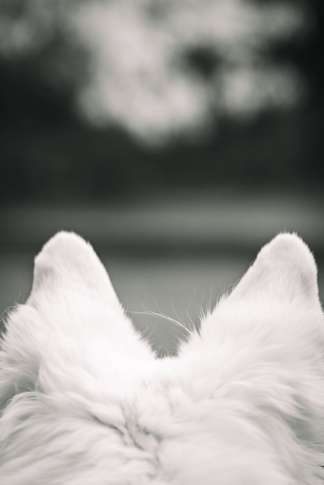 Close-up van de achterkant van een witte kat die uitkijkt naar een onscherpe achtergrond met bomen en lucht.