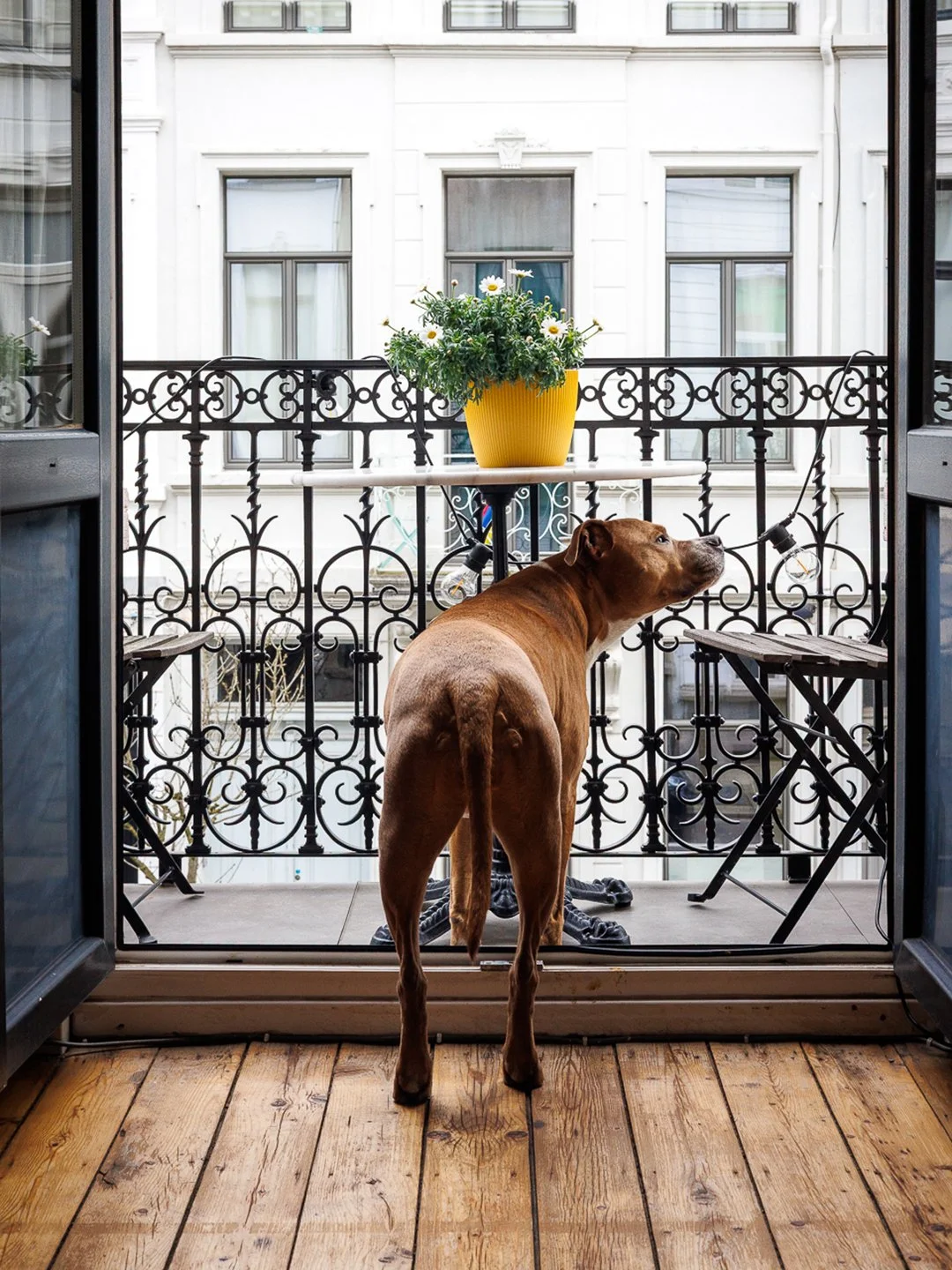 Hond op een balkon met een zwart metalen hek, een gele plantenpot met witte bloemen op de reling en houten vloer.