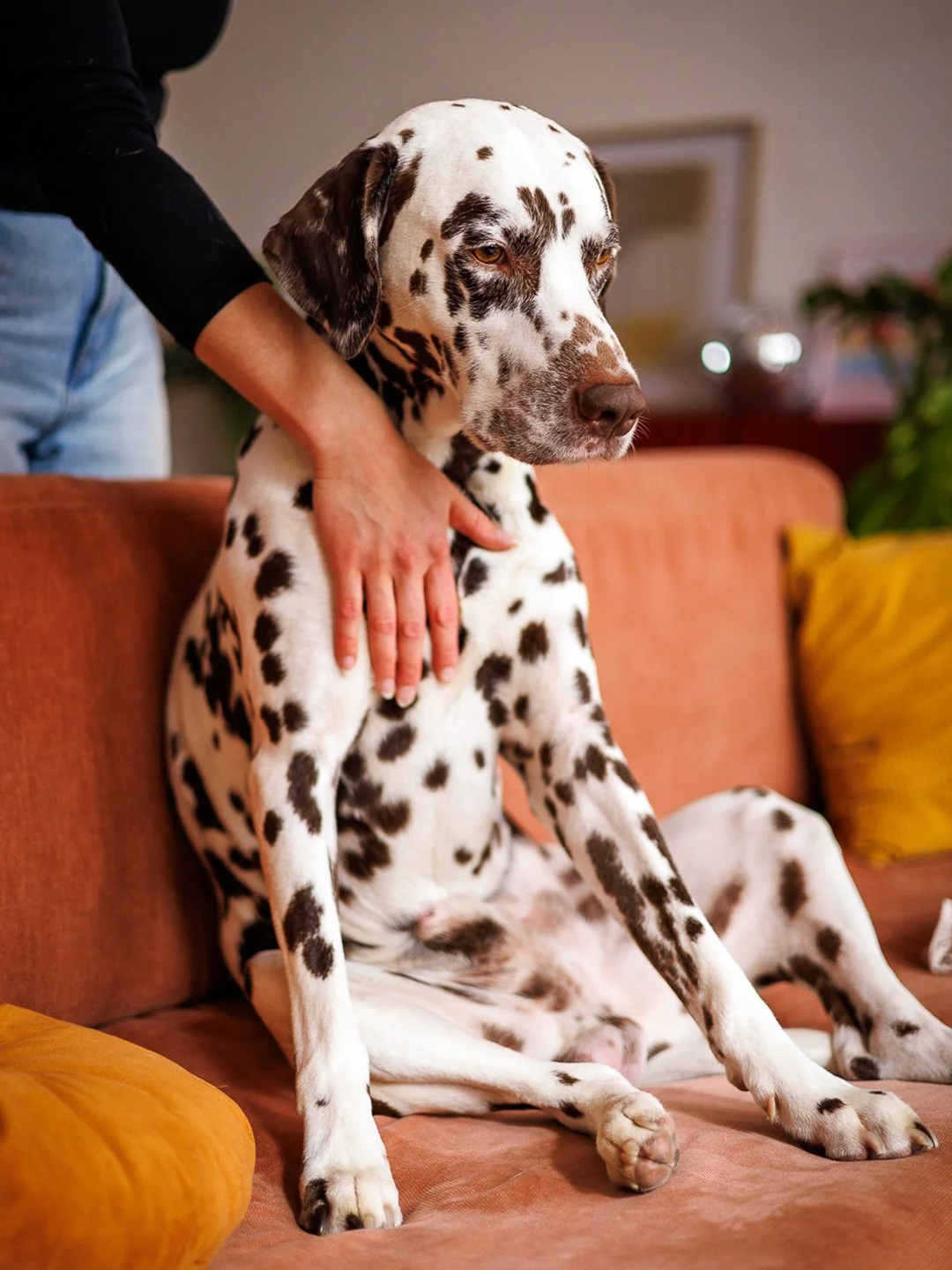 Dalmatinerhond zit op een bank, iemand aait hem. Het interieur is huiselijk met oranje en gele kussens.