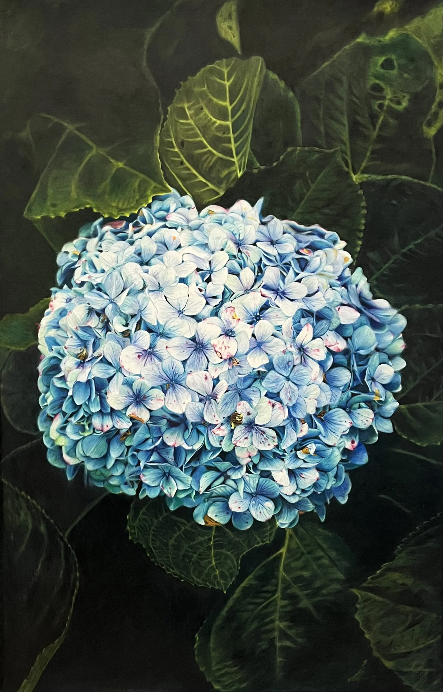 Hydrangea.jpg