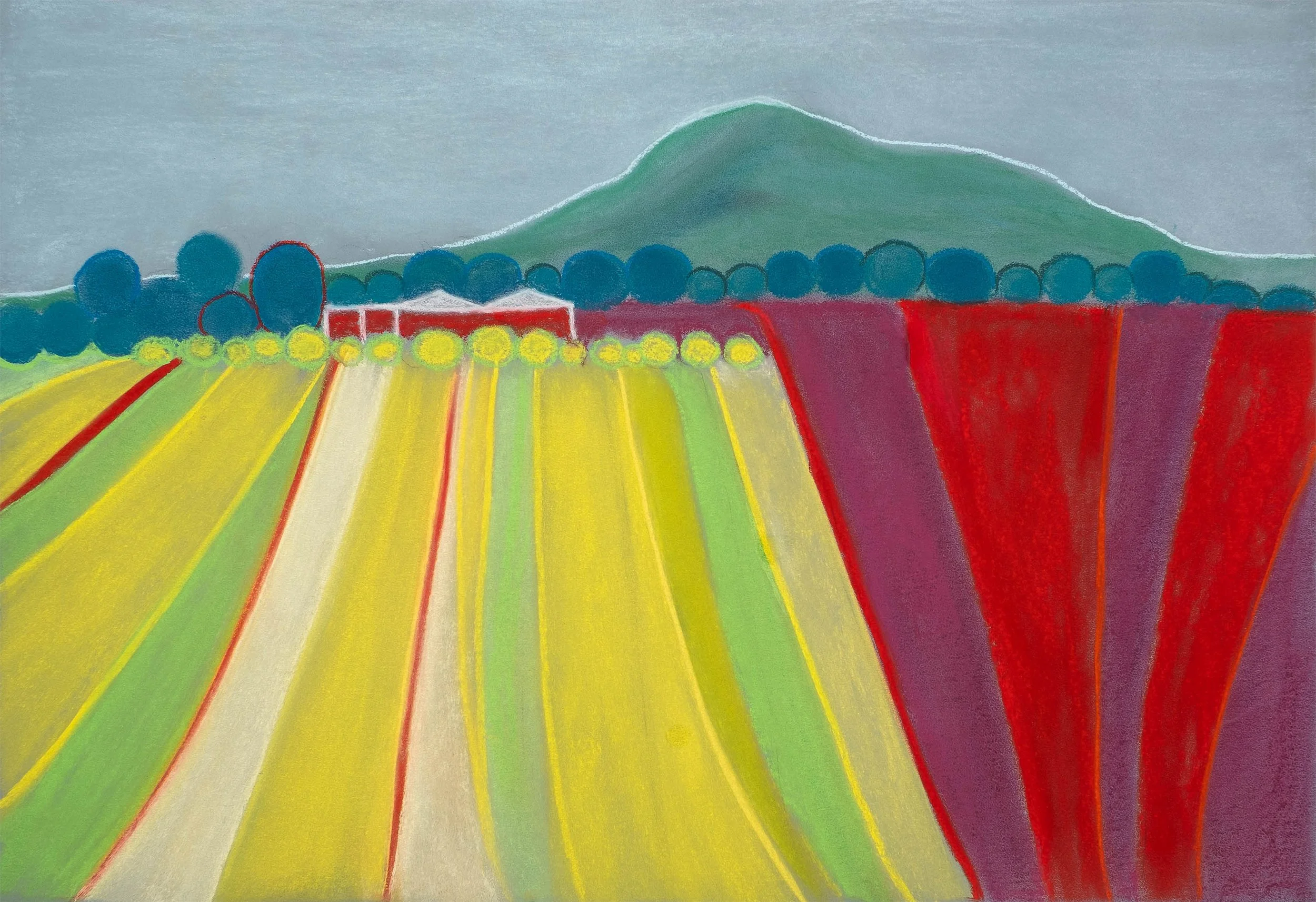 Canola Slope Ballarat.jpg