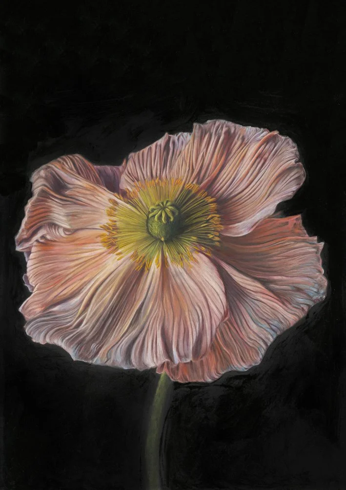 Pink Poppy.jpg