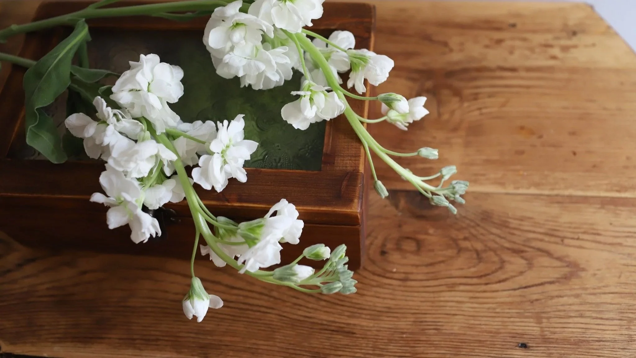 White flowers with green leaves in a wooden box on a wooden surface.
