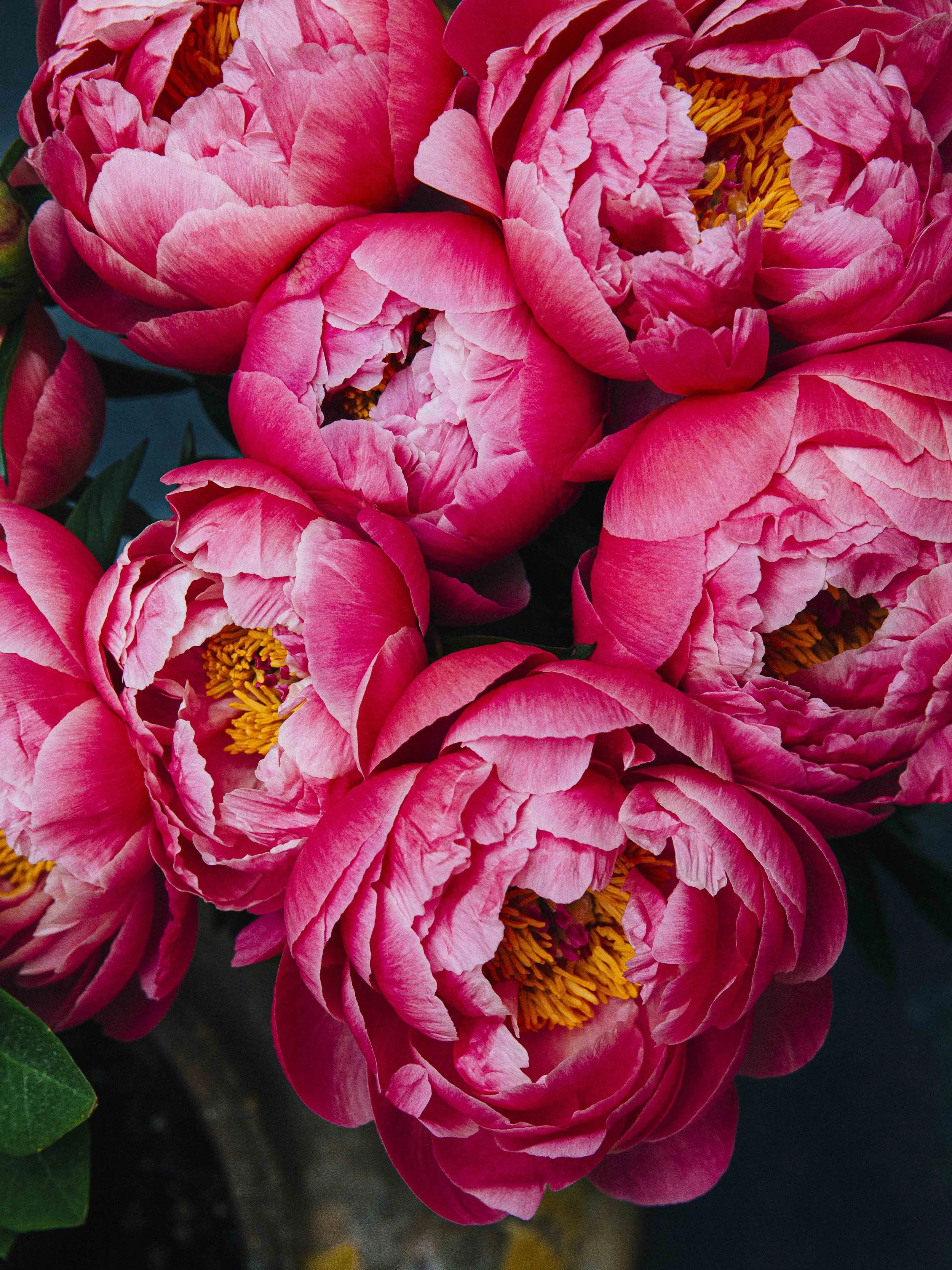 Close-up of pink peony flowers with yellow centers and green leaves.