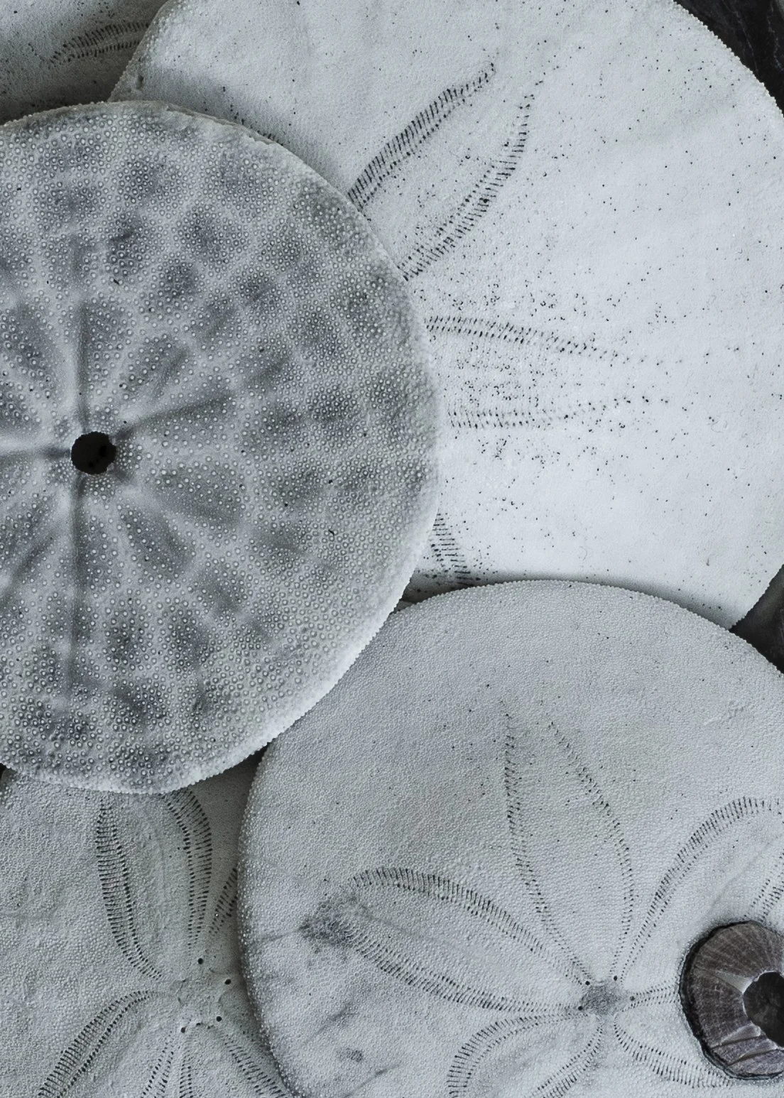 Close-up image of decorative round objects sand dollar sea shells with textured surfaces, some with embroidered or stitched patterns, in neutral colors.