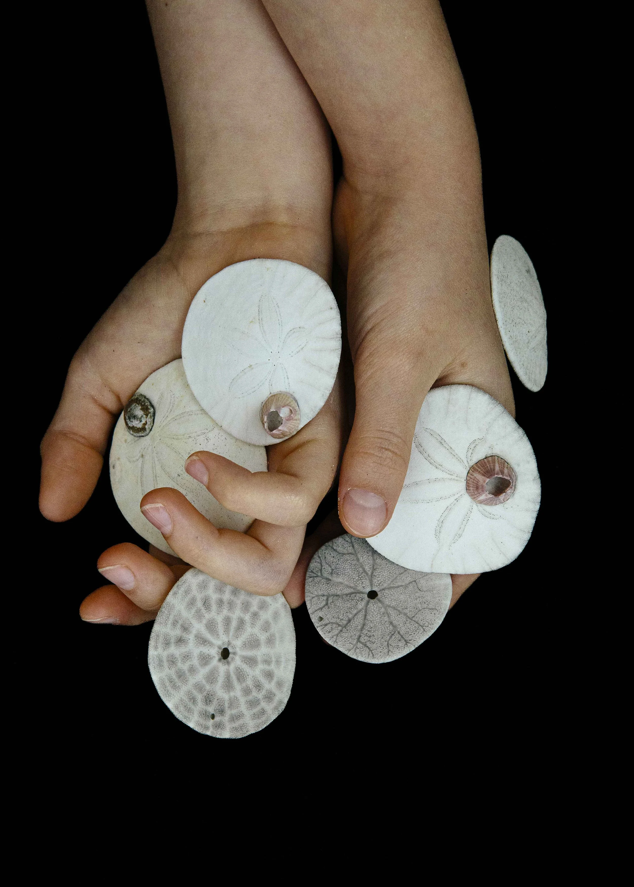 Hands holding decorated circular sand dollar shells with engraved flower and geometric patterns against a black background.