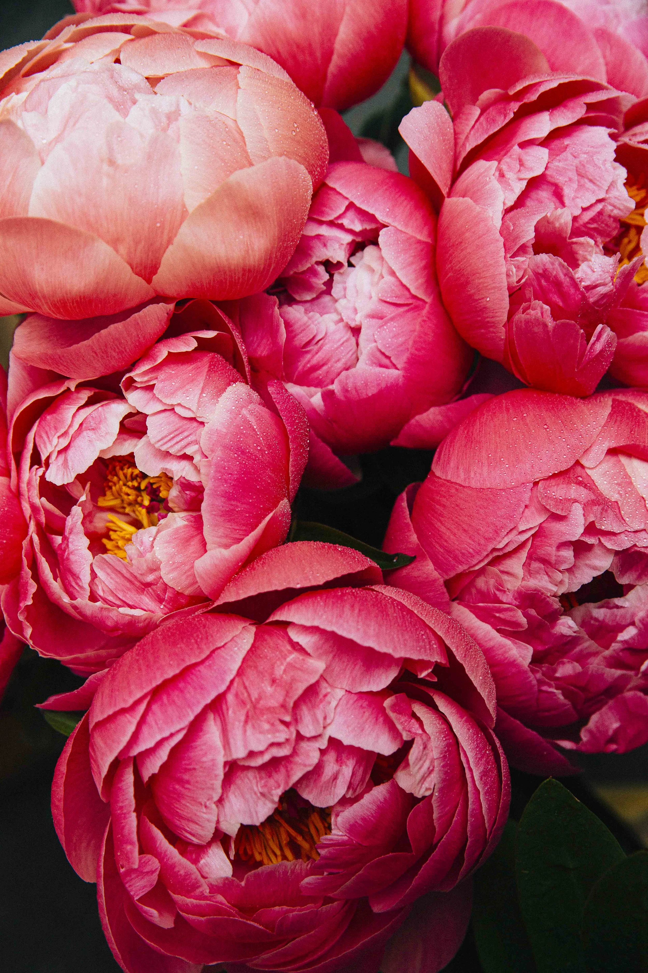 Close-up of pink peony flowers with ruffled petals and yellow stamens, some with water droplets.